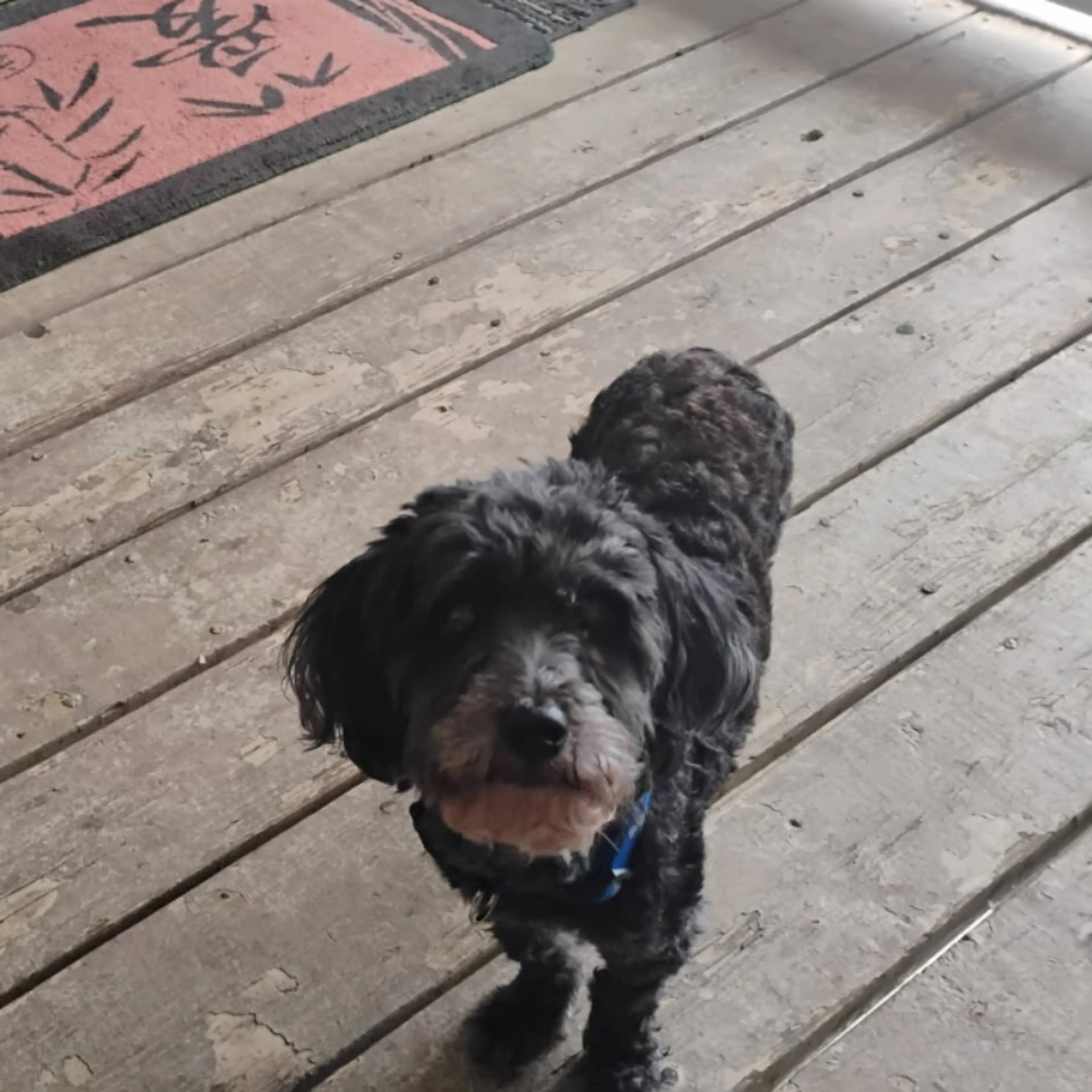 Lost pet