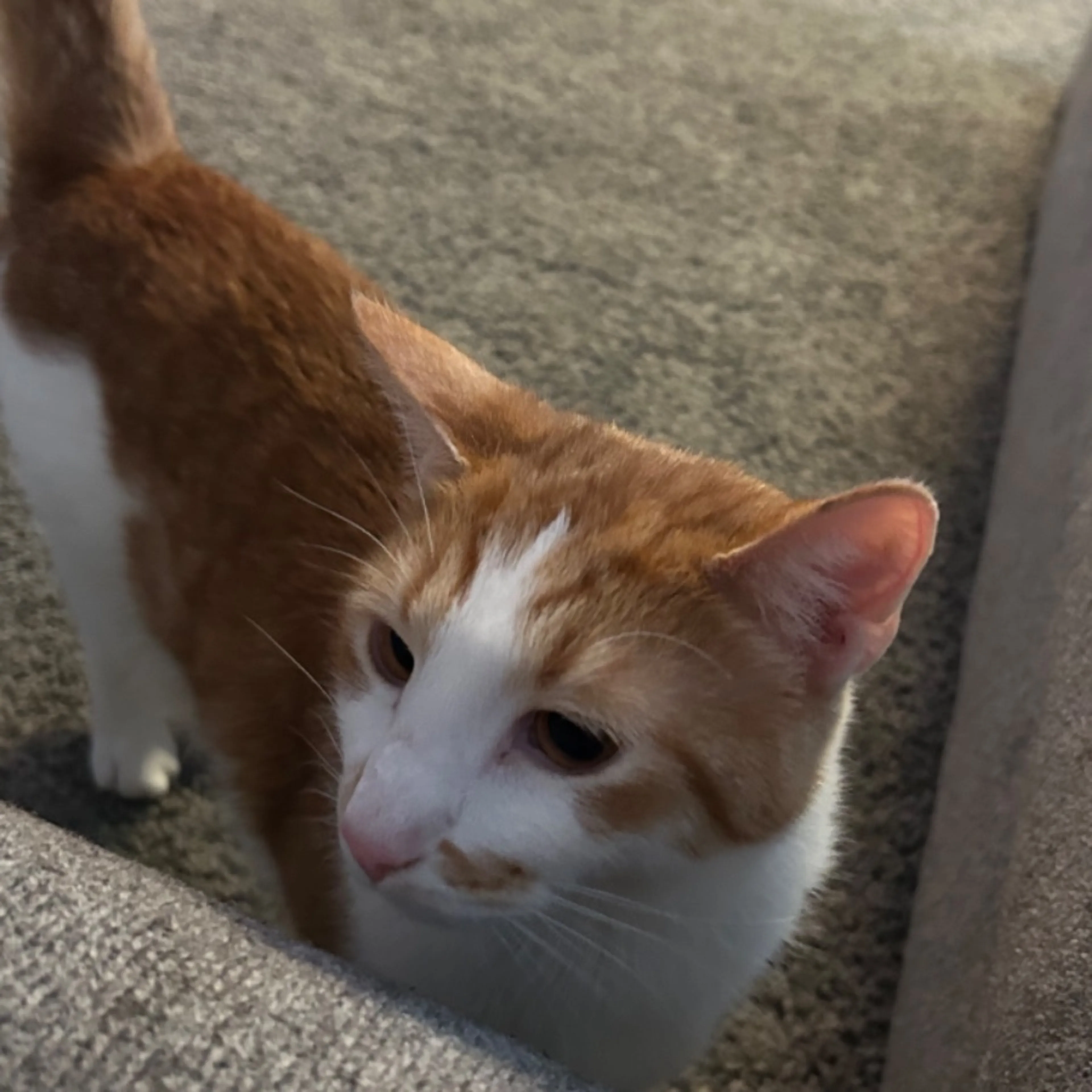 Lost pet-0