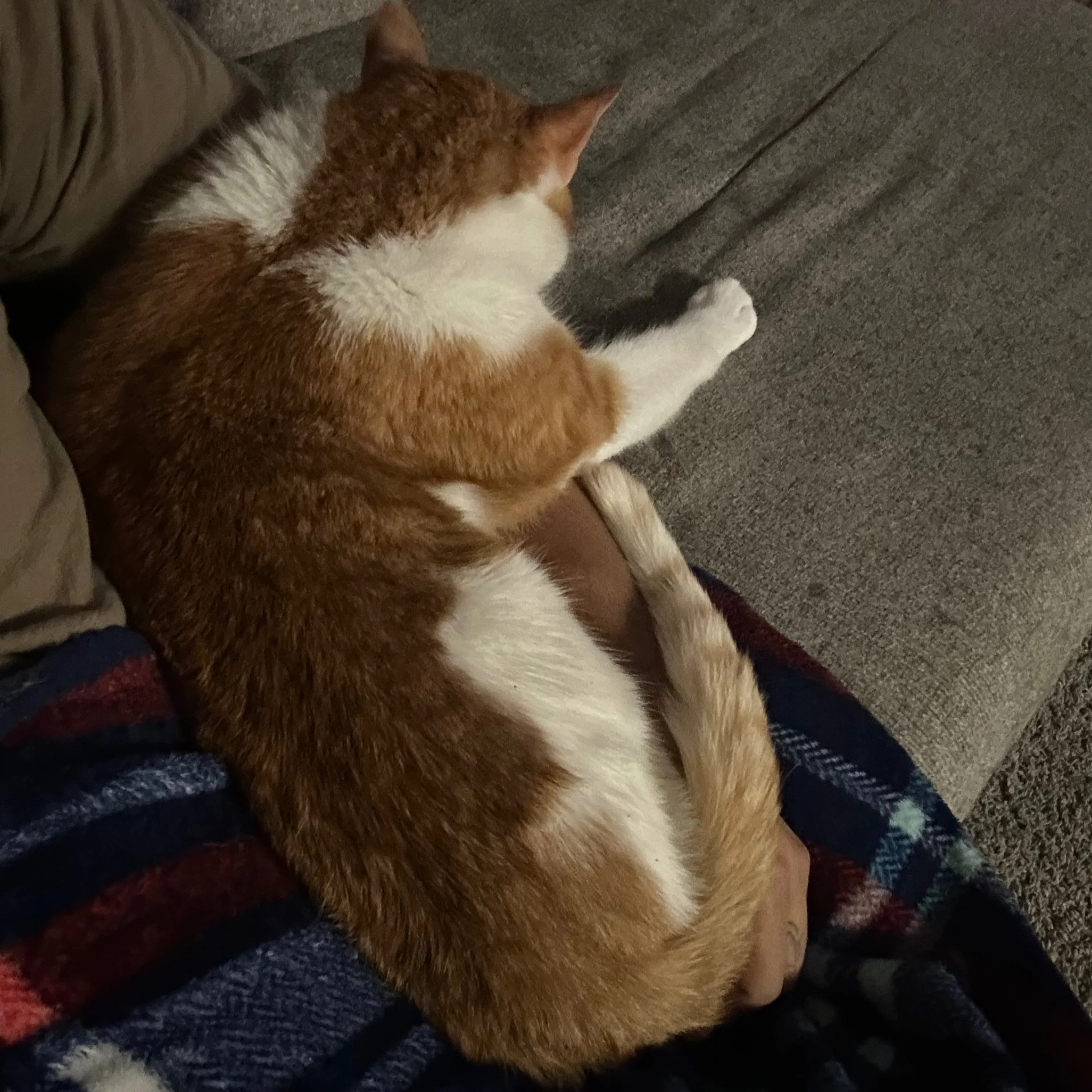 Lost pet-1