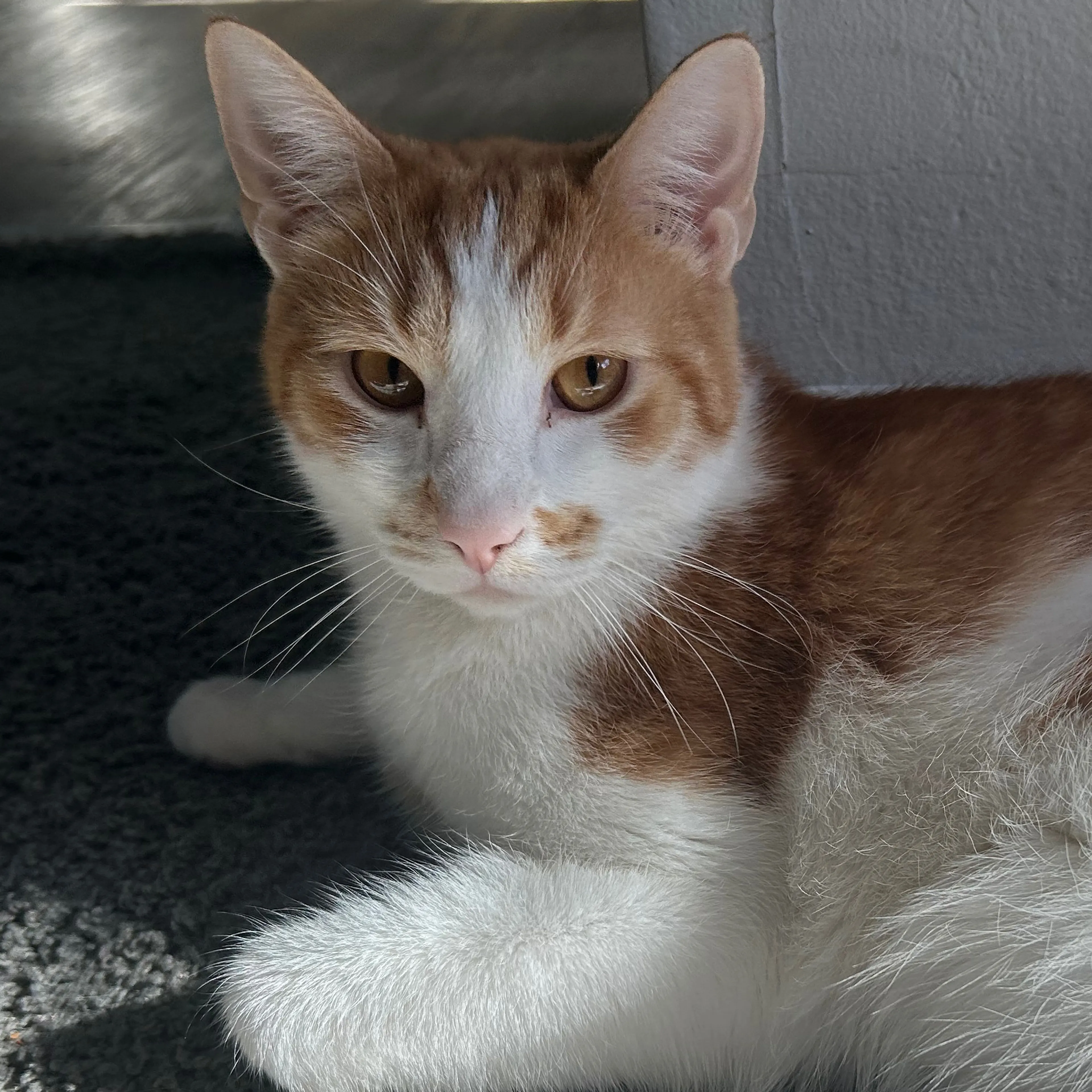 Lost pet-2