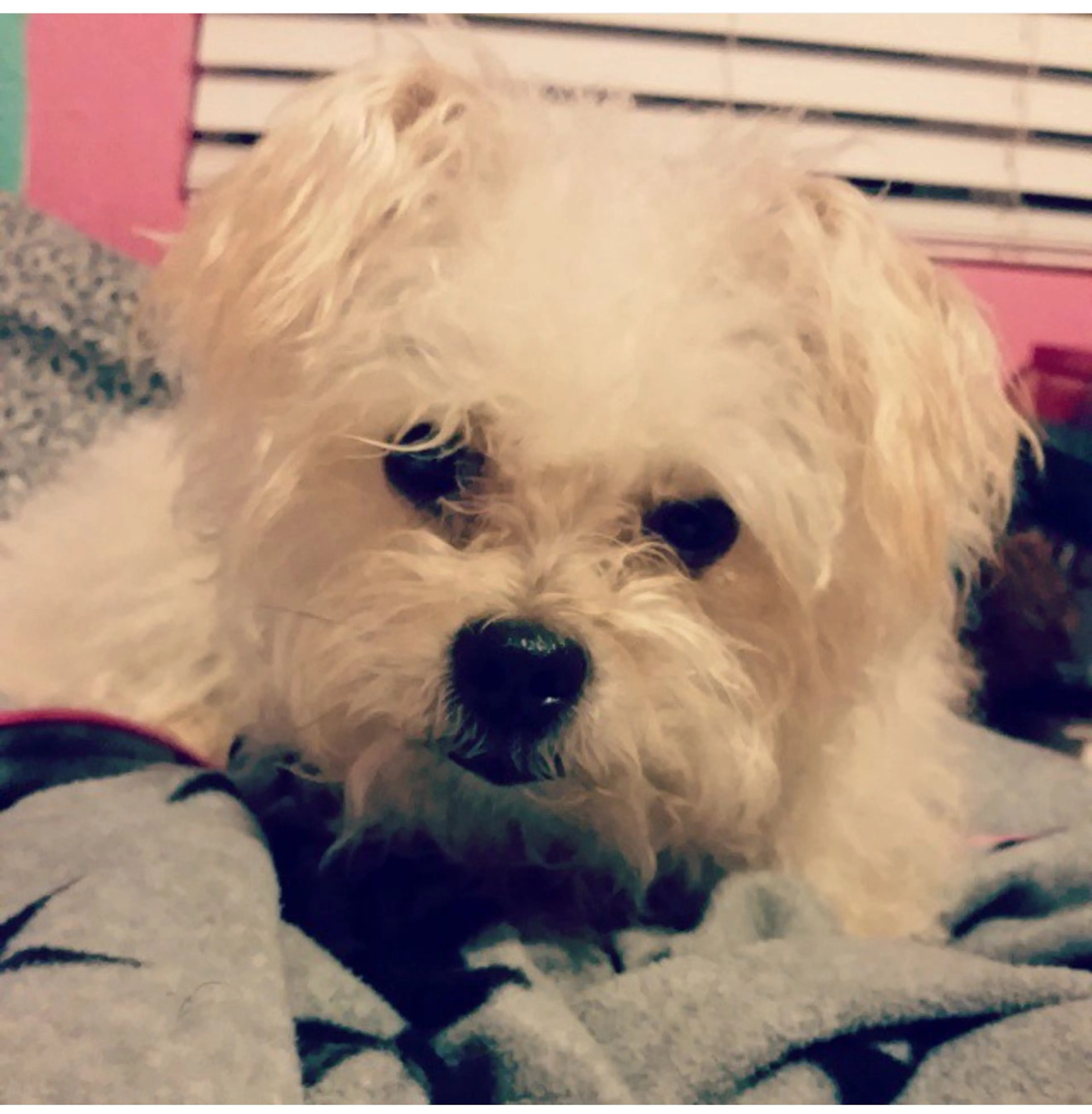 Lost pet