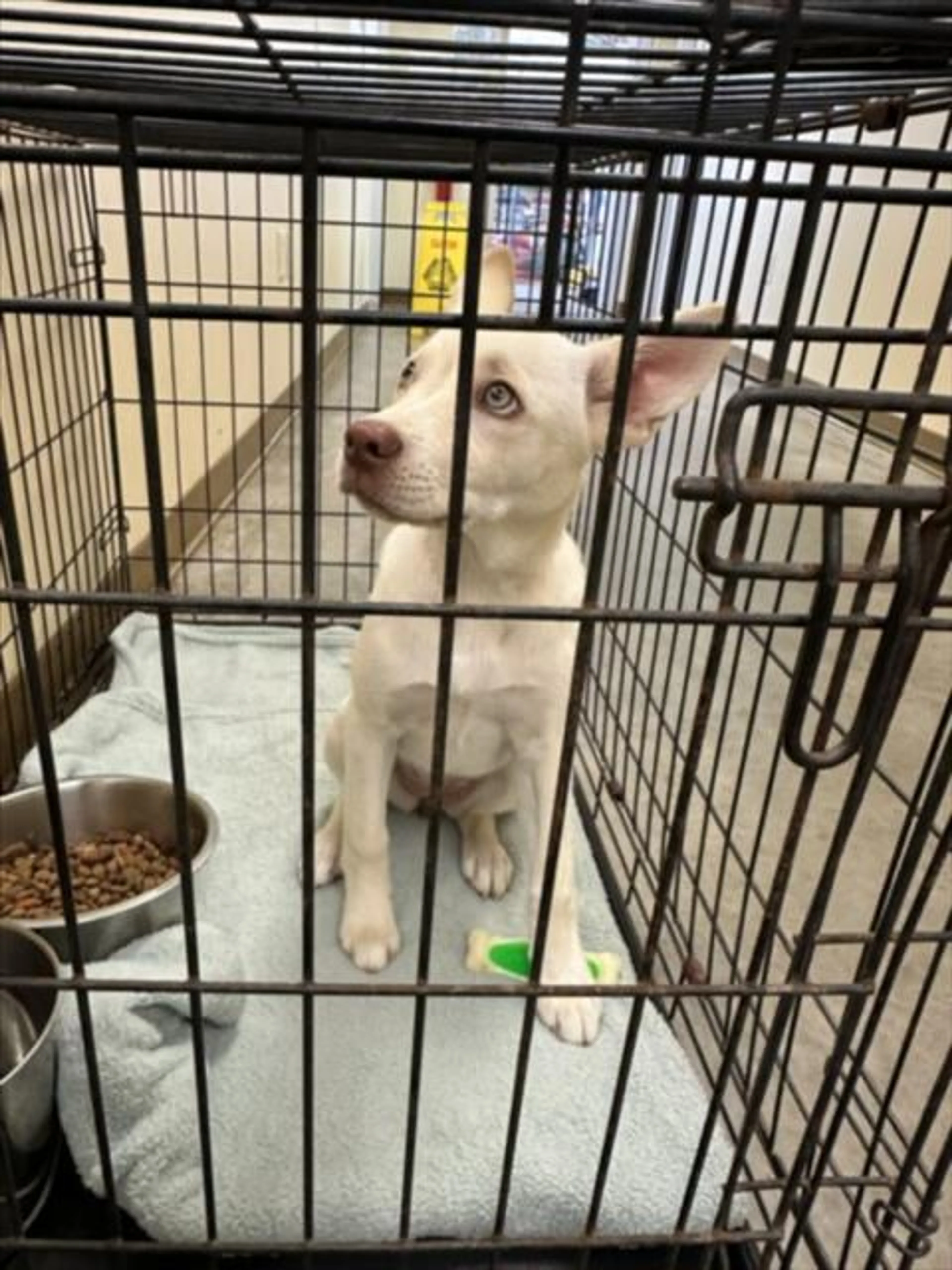 Found pet