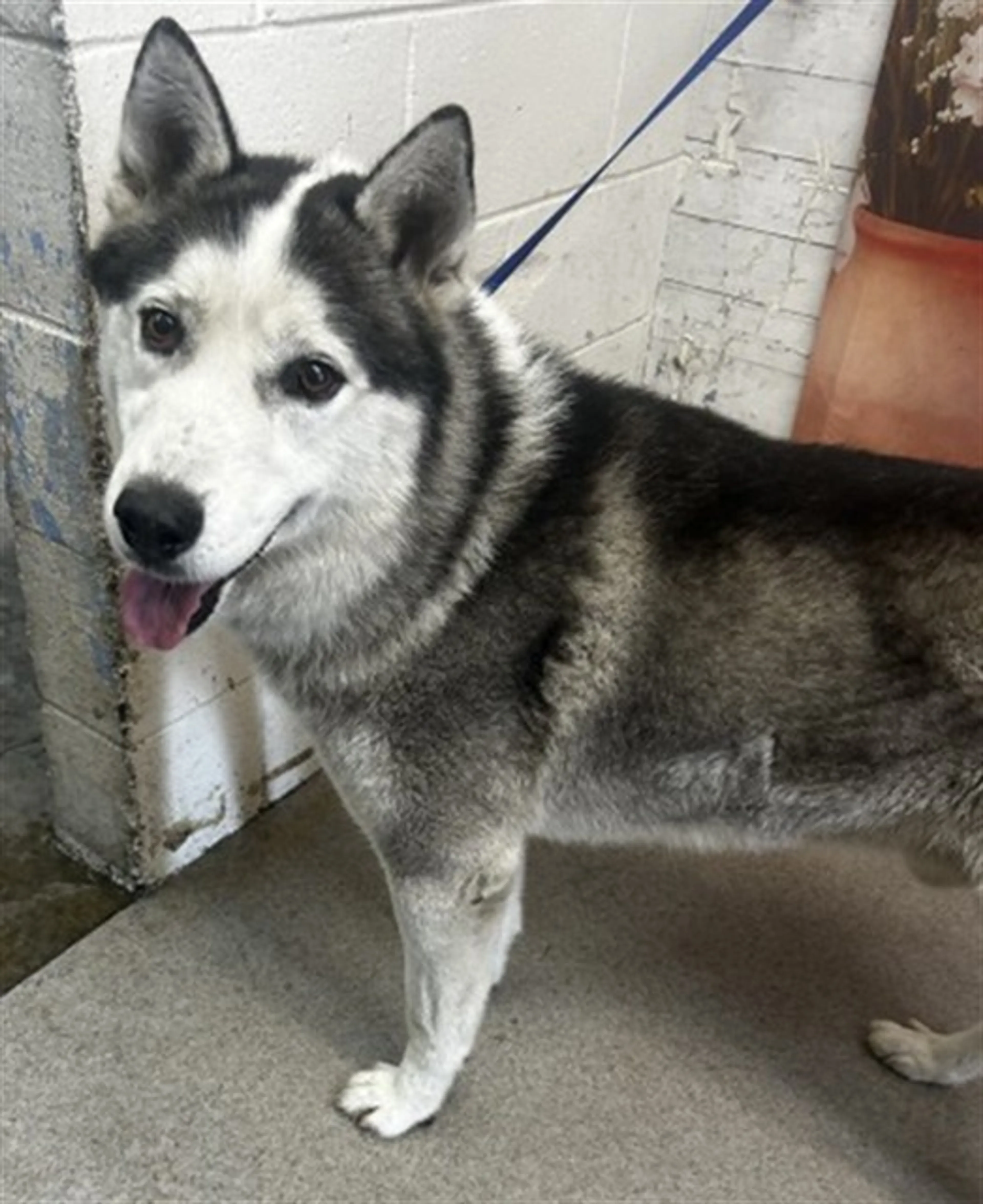 Found pet