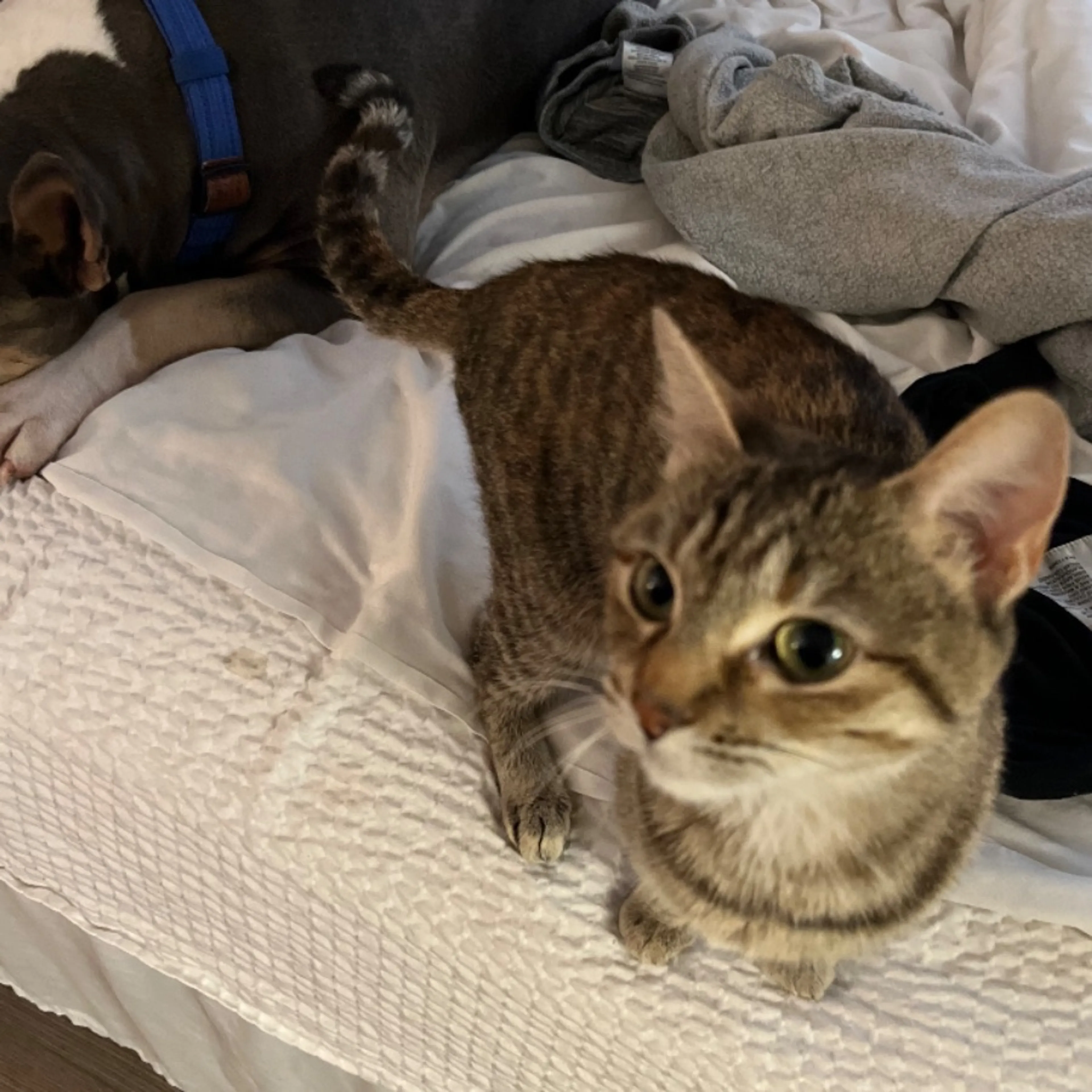 Lost pet