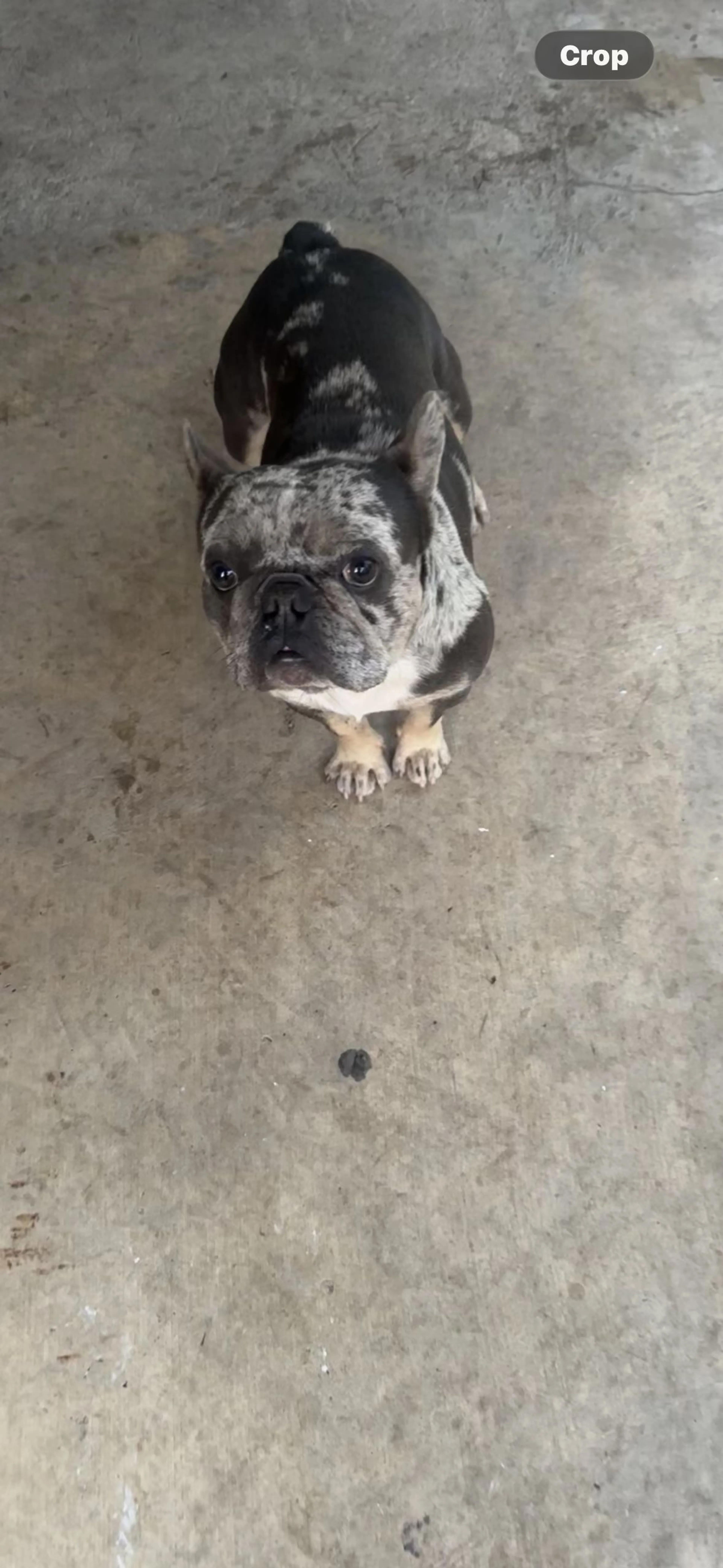 Lost pet