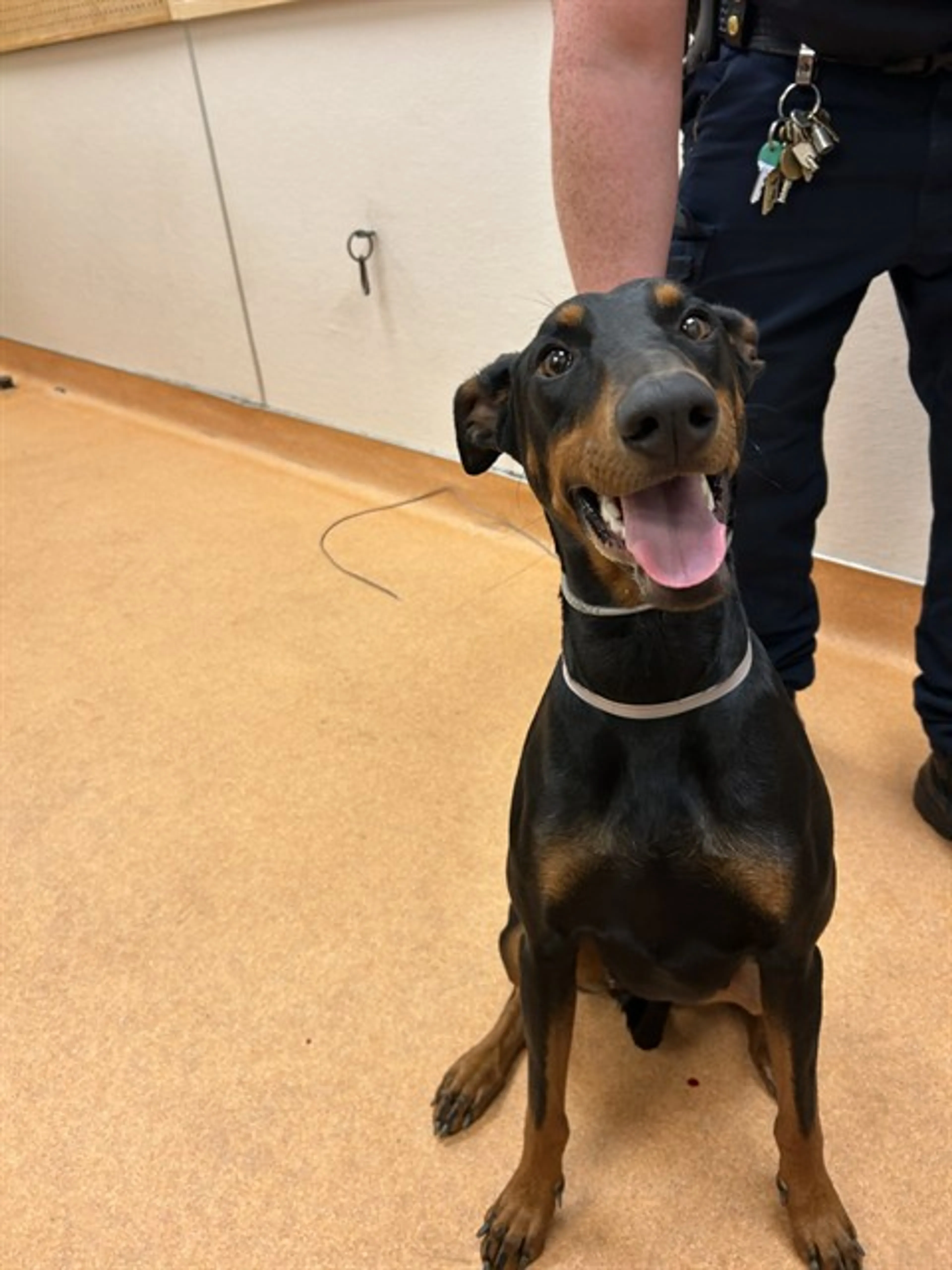 Found pet