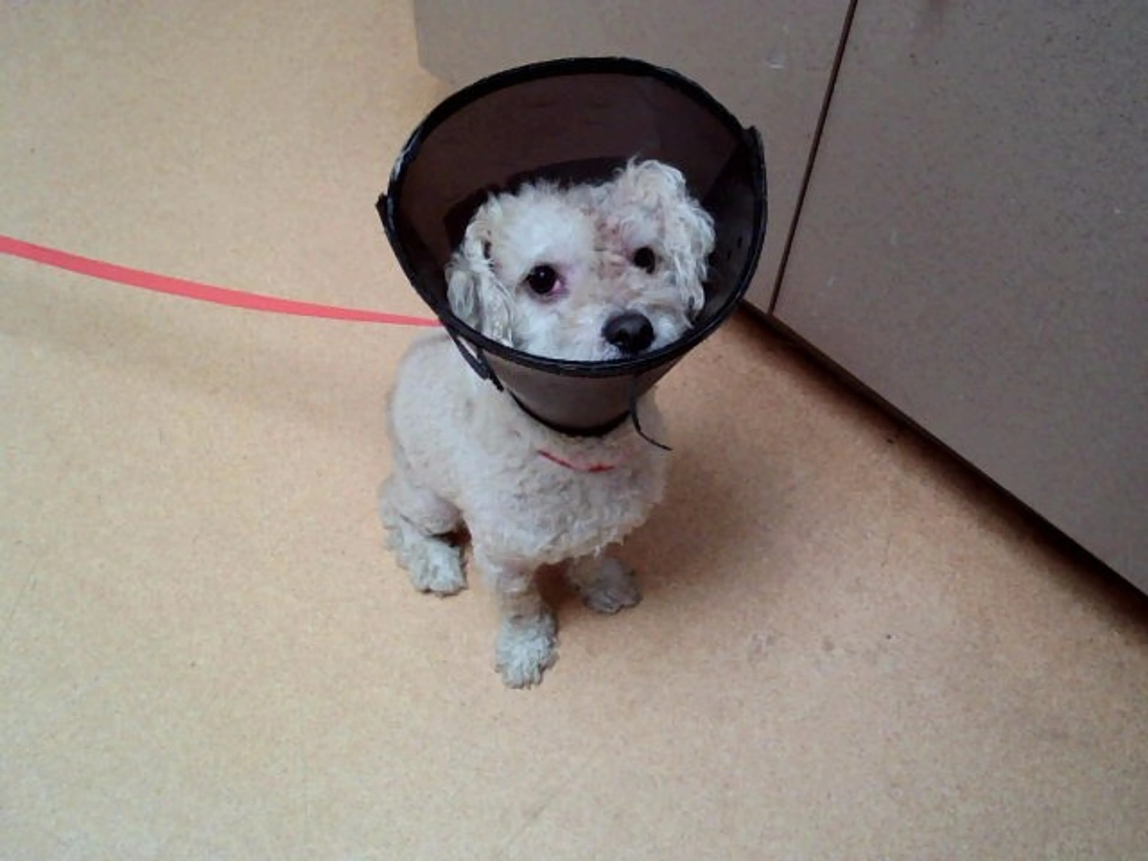 Found pet