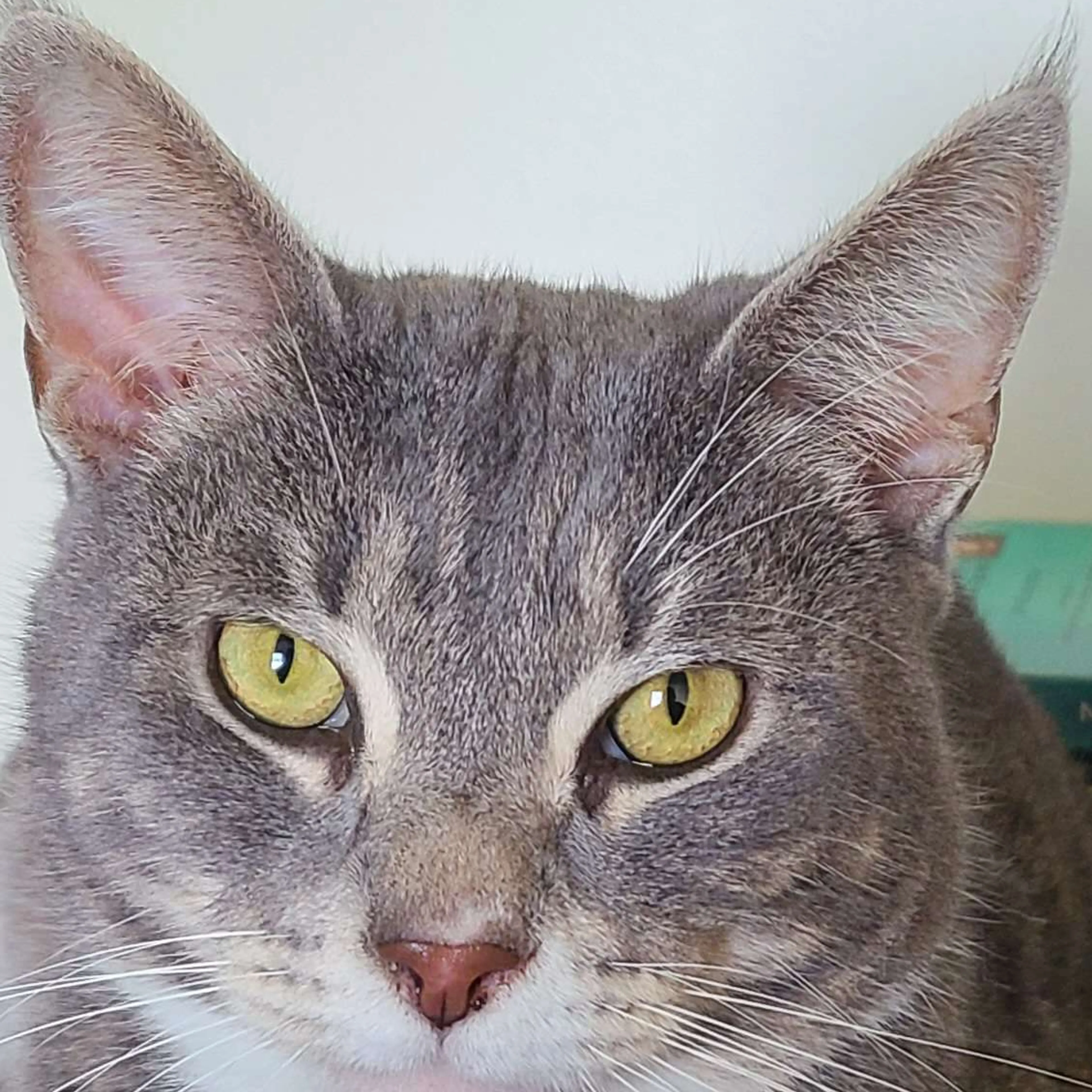 Lost pet-3