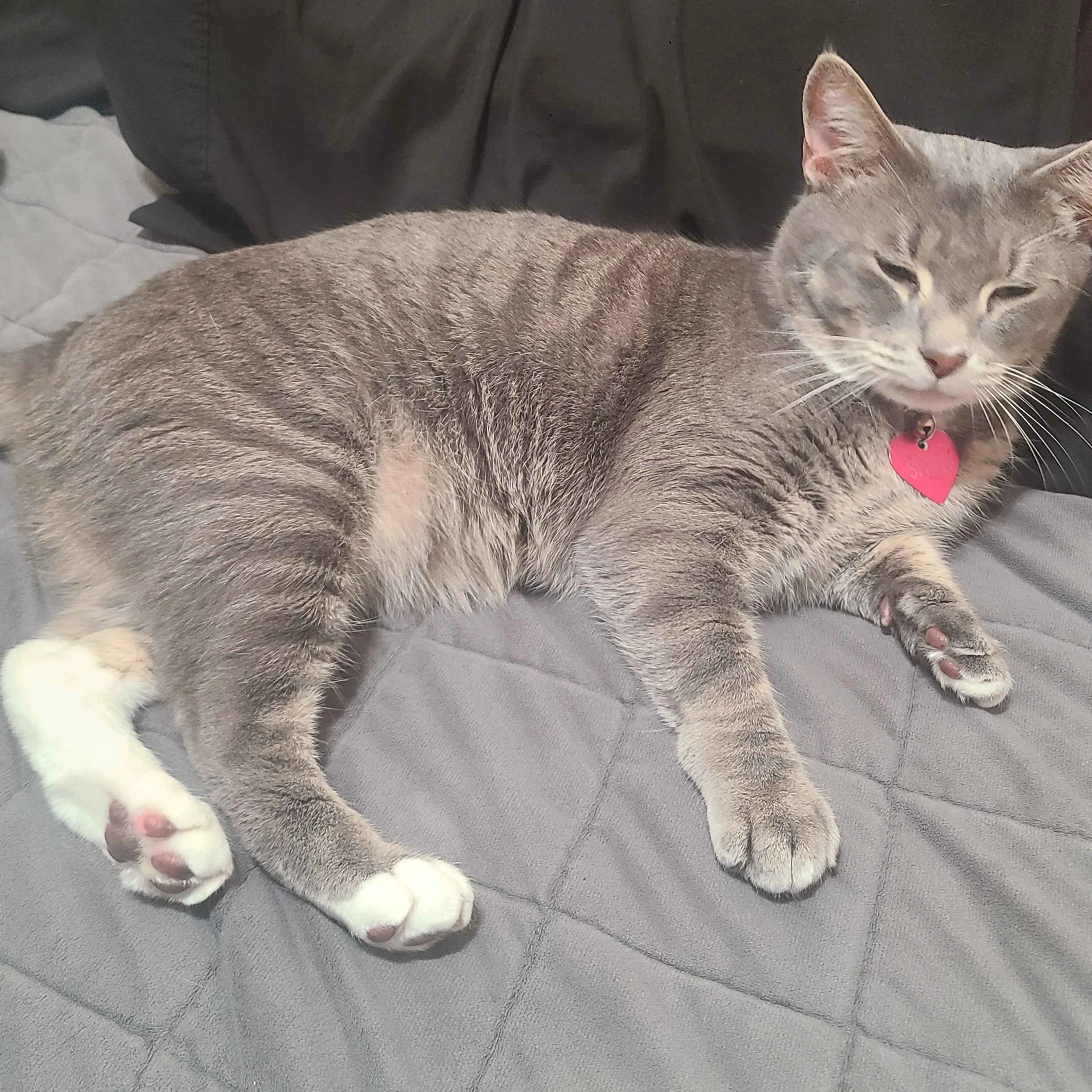 Lost pet-1