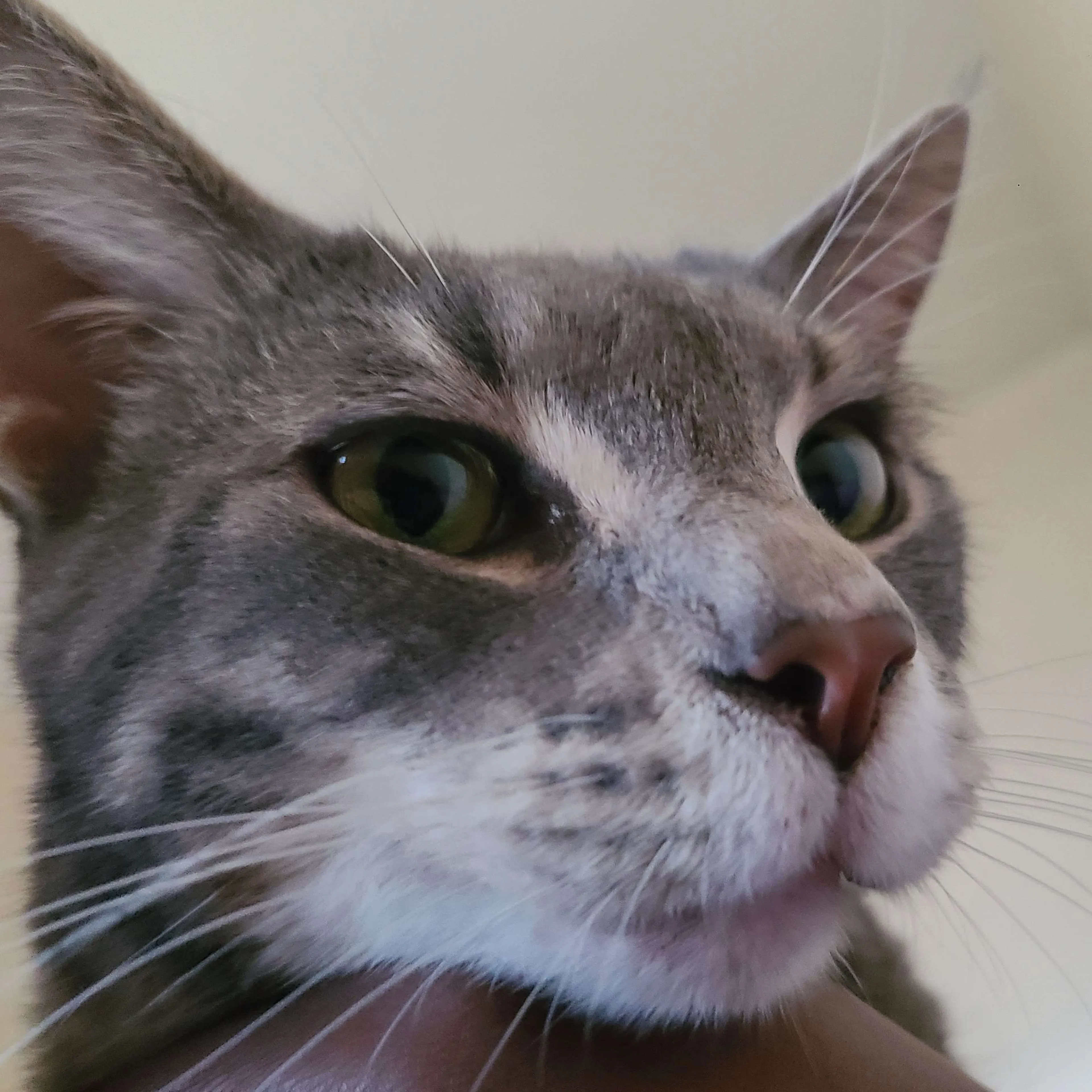Lost pet-2
