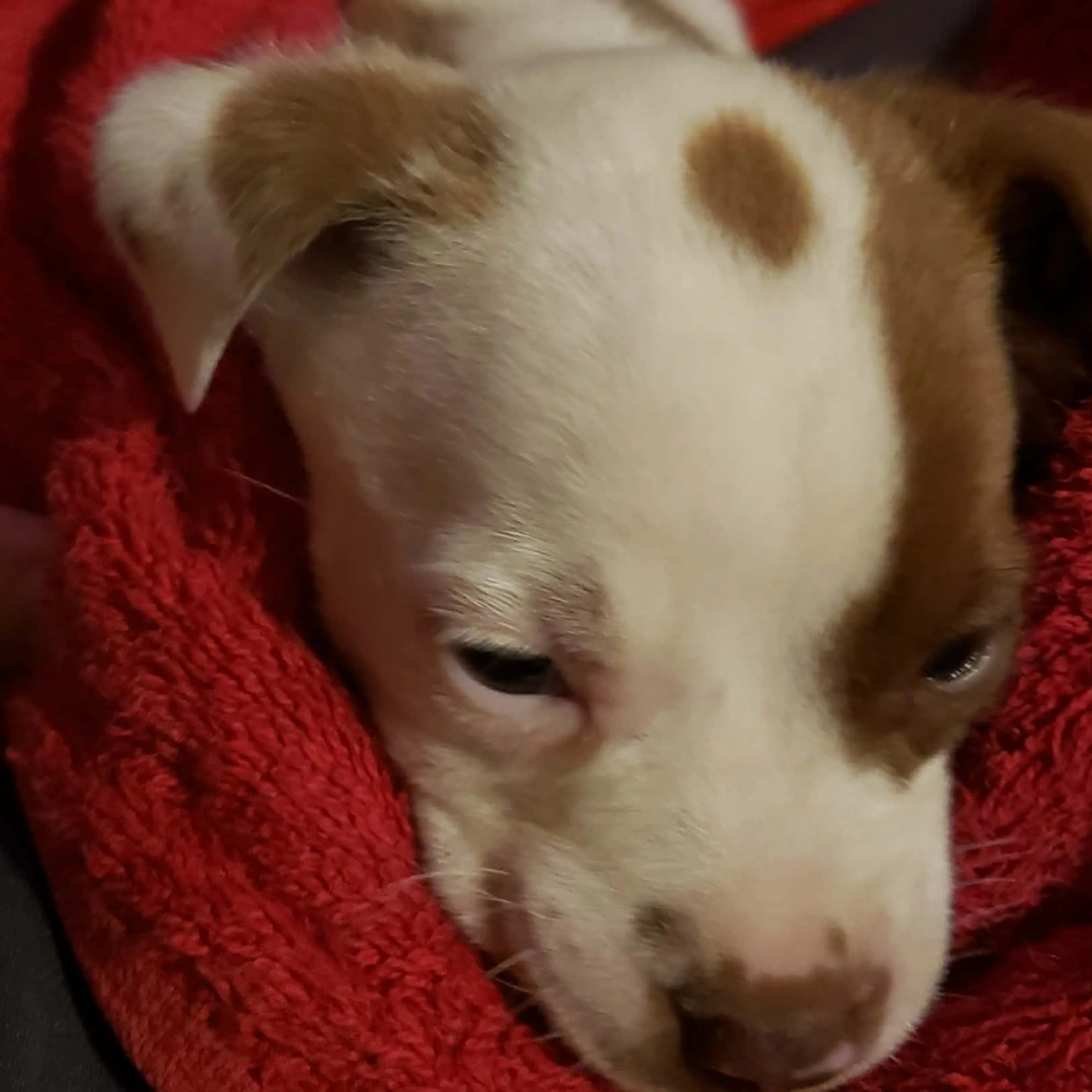 Found pet