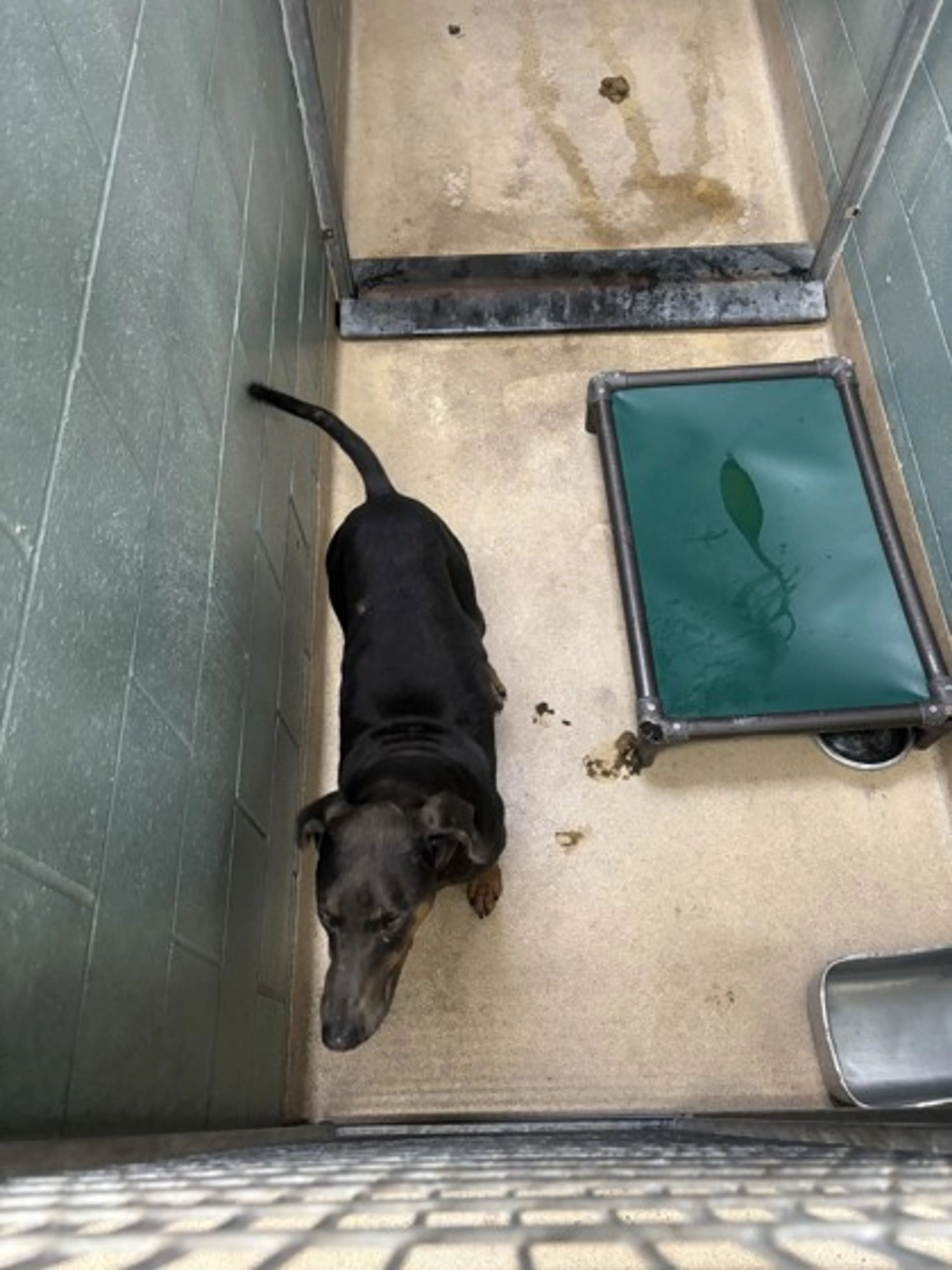 Found pet-1