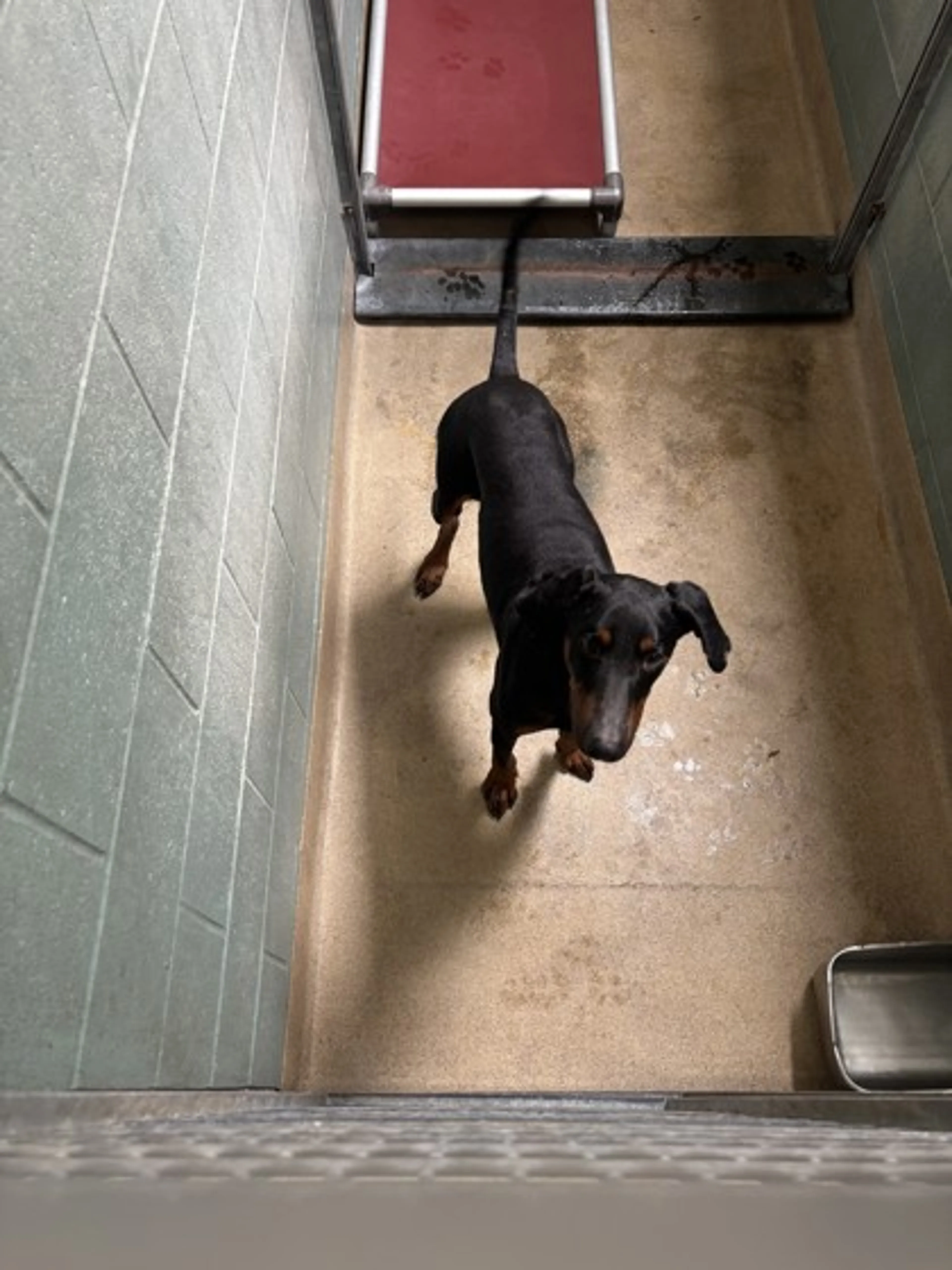Found pet-1