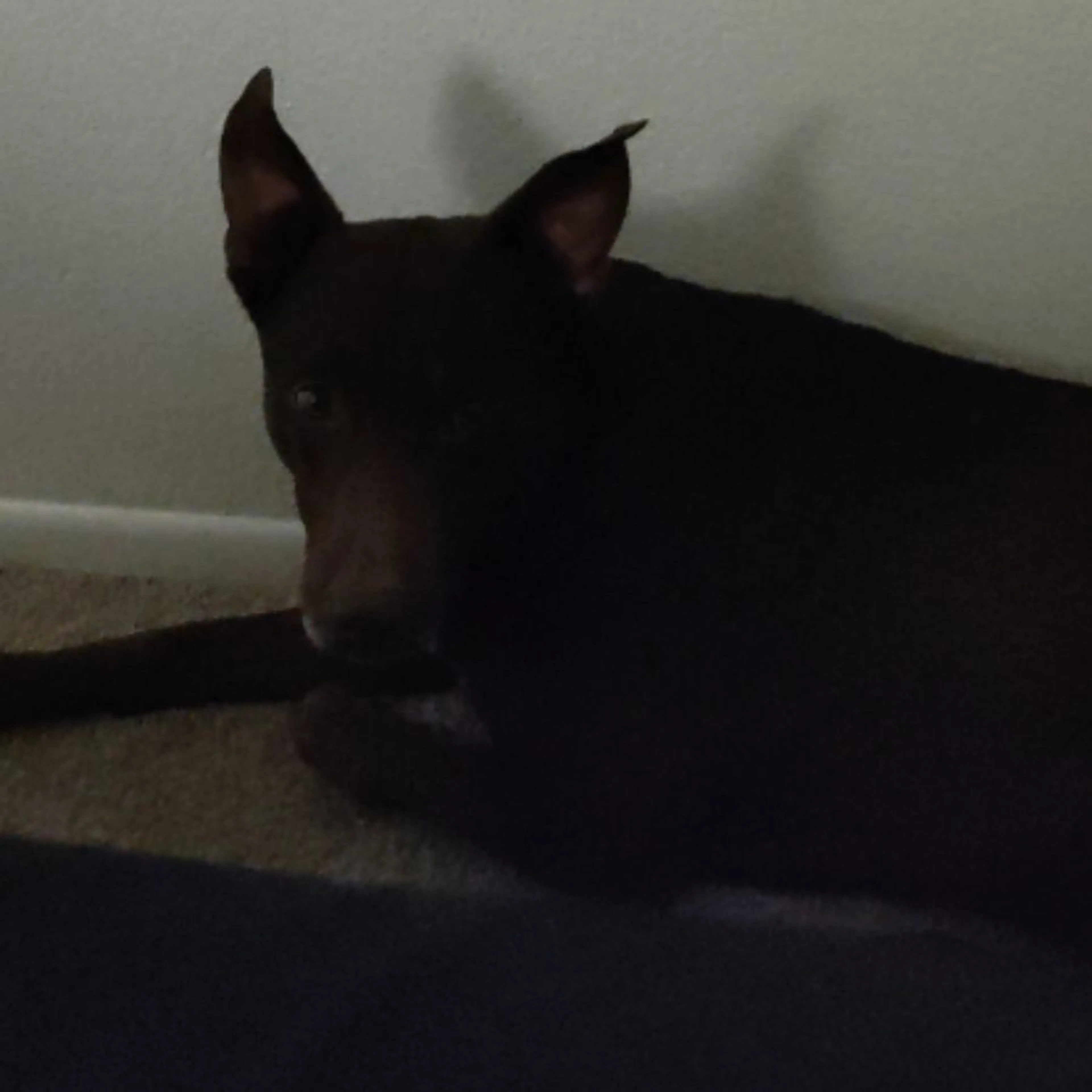 Found pet