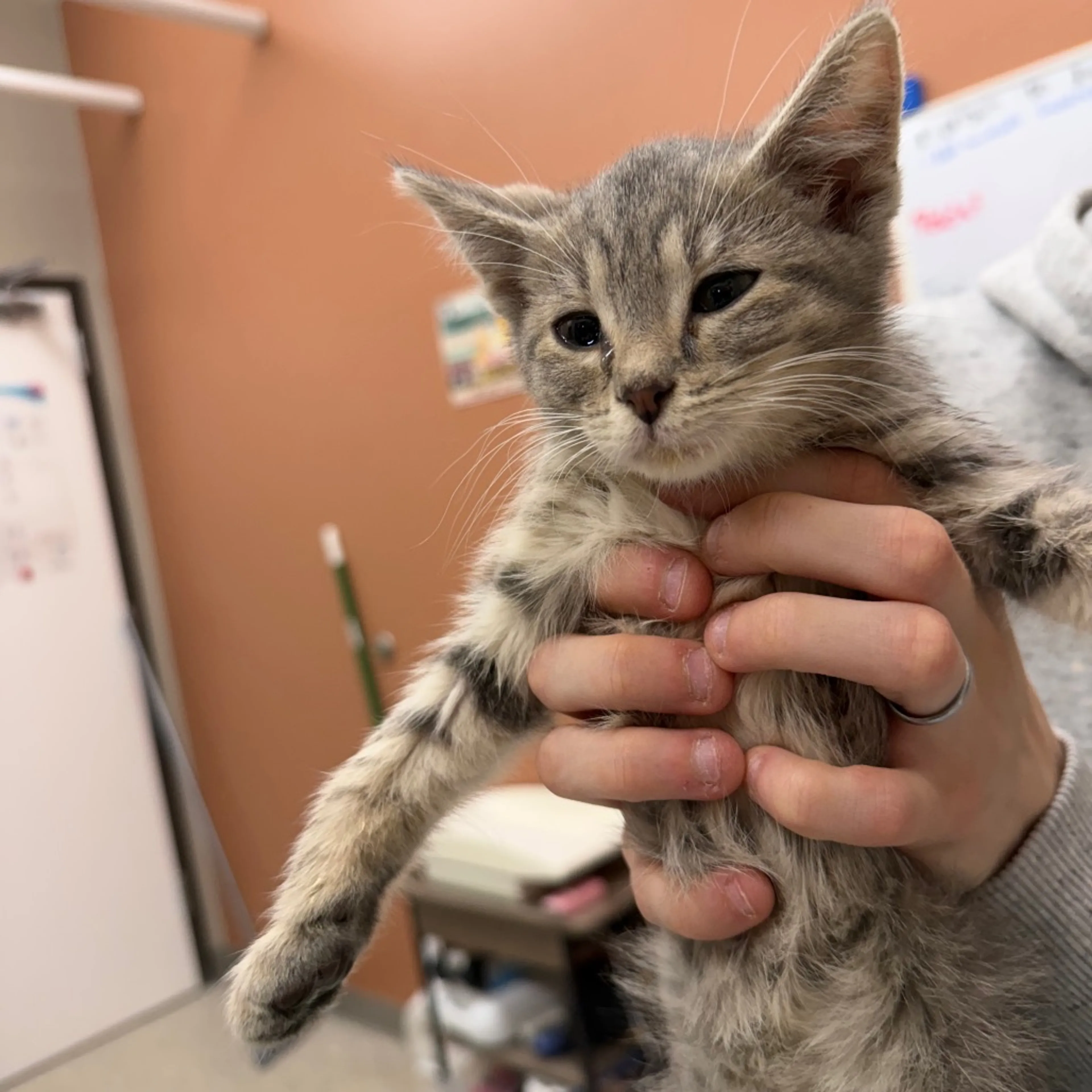 Found pet