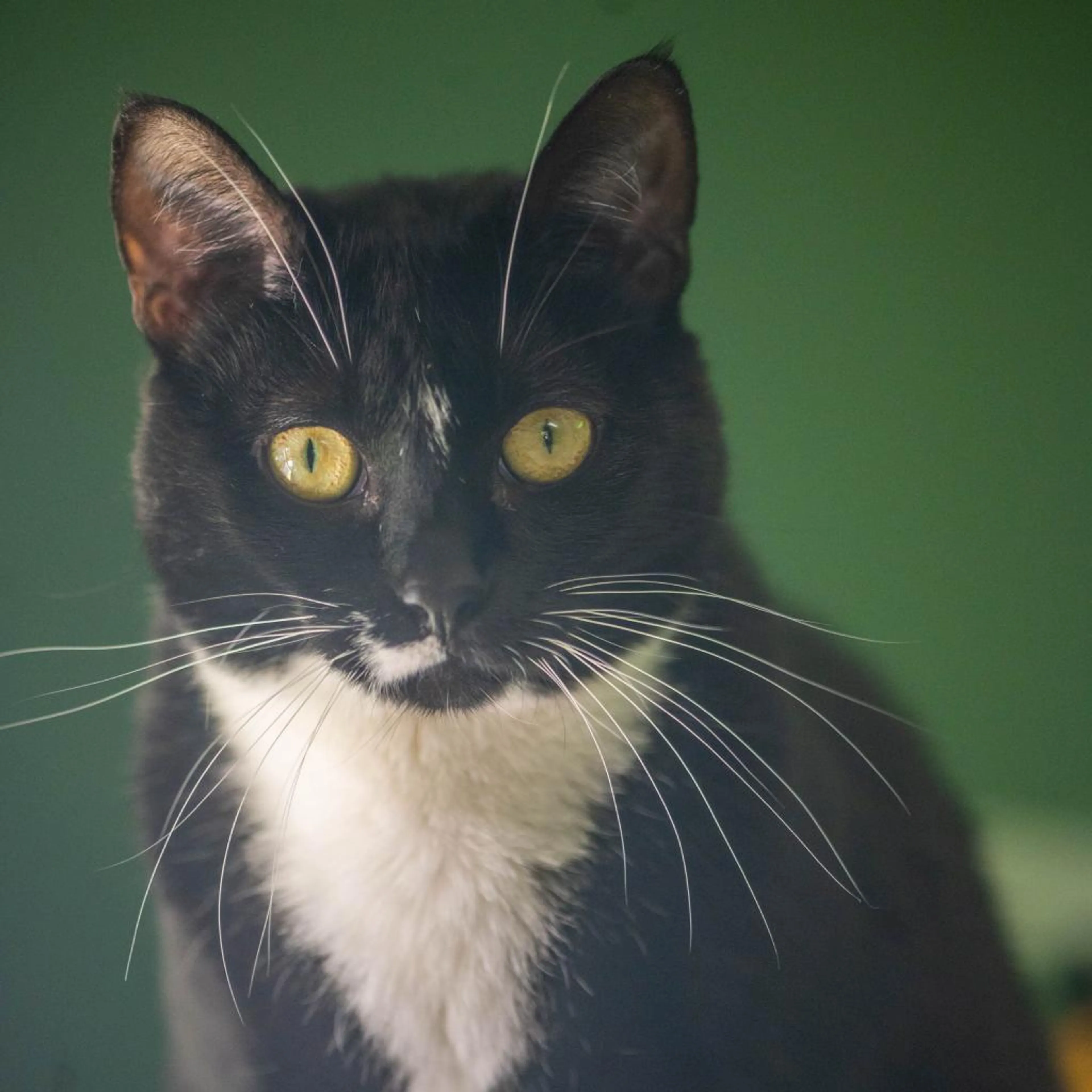 Found pet-3