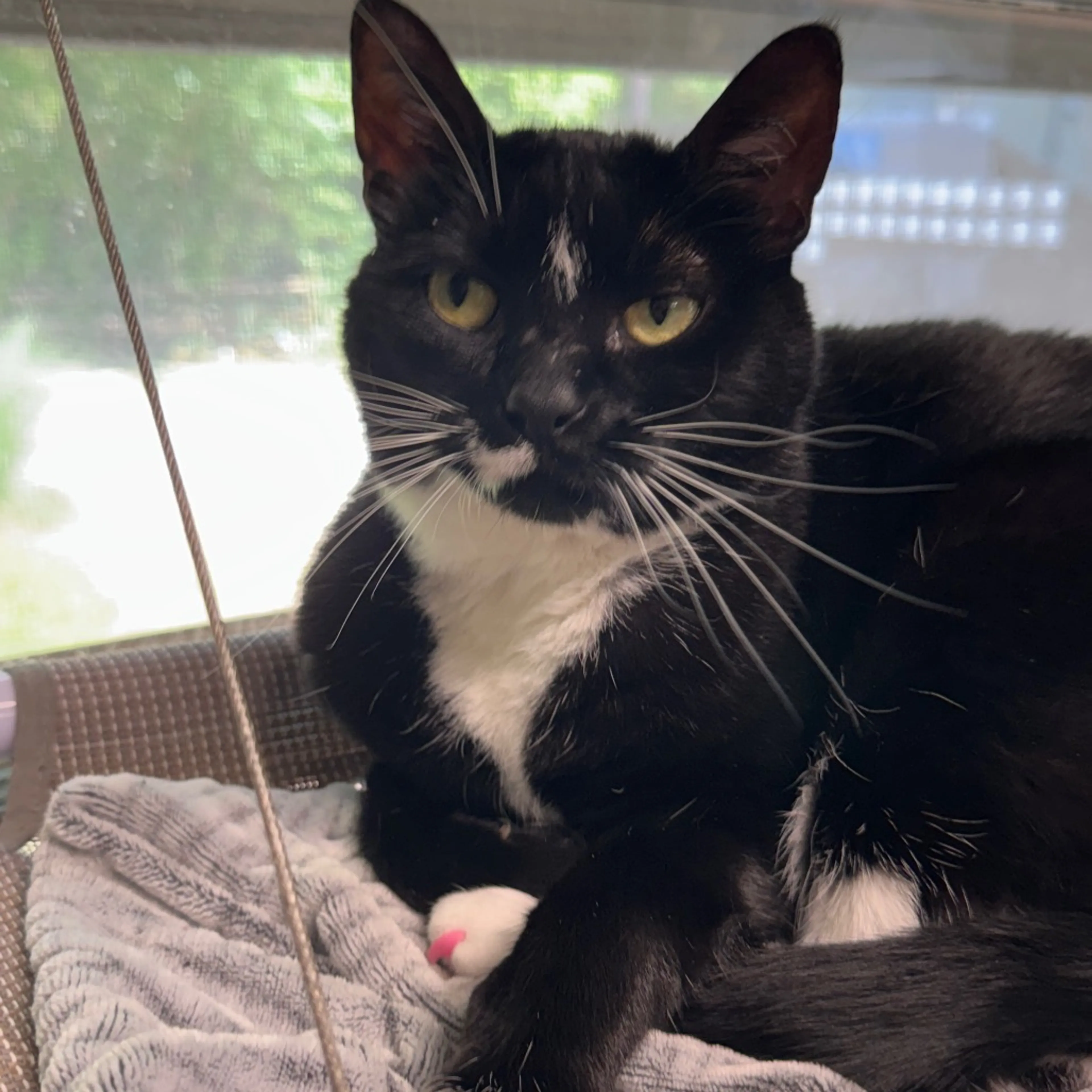 Found pet-5