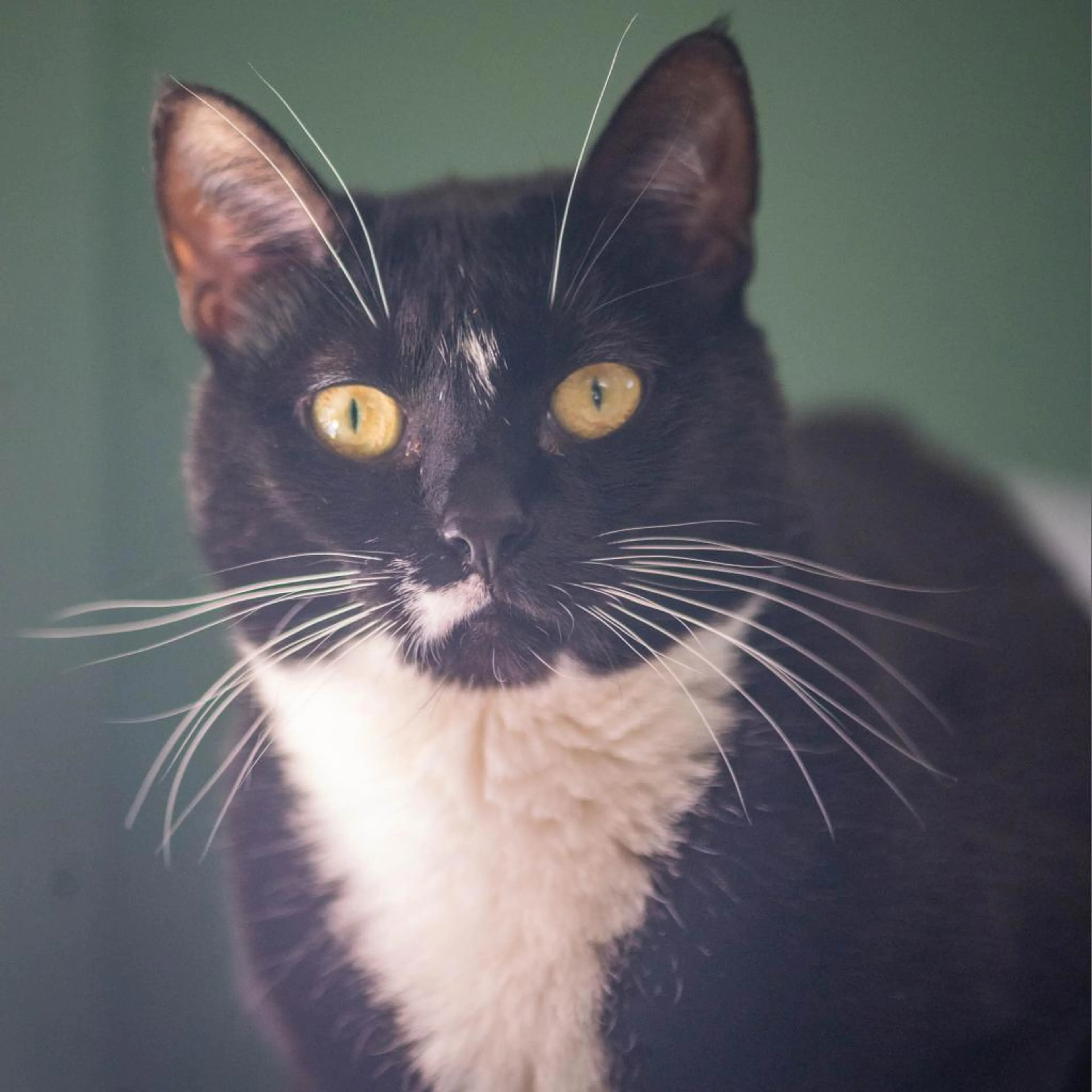 Found pet-2
