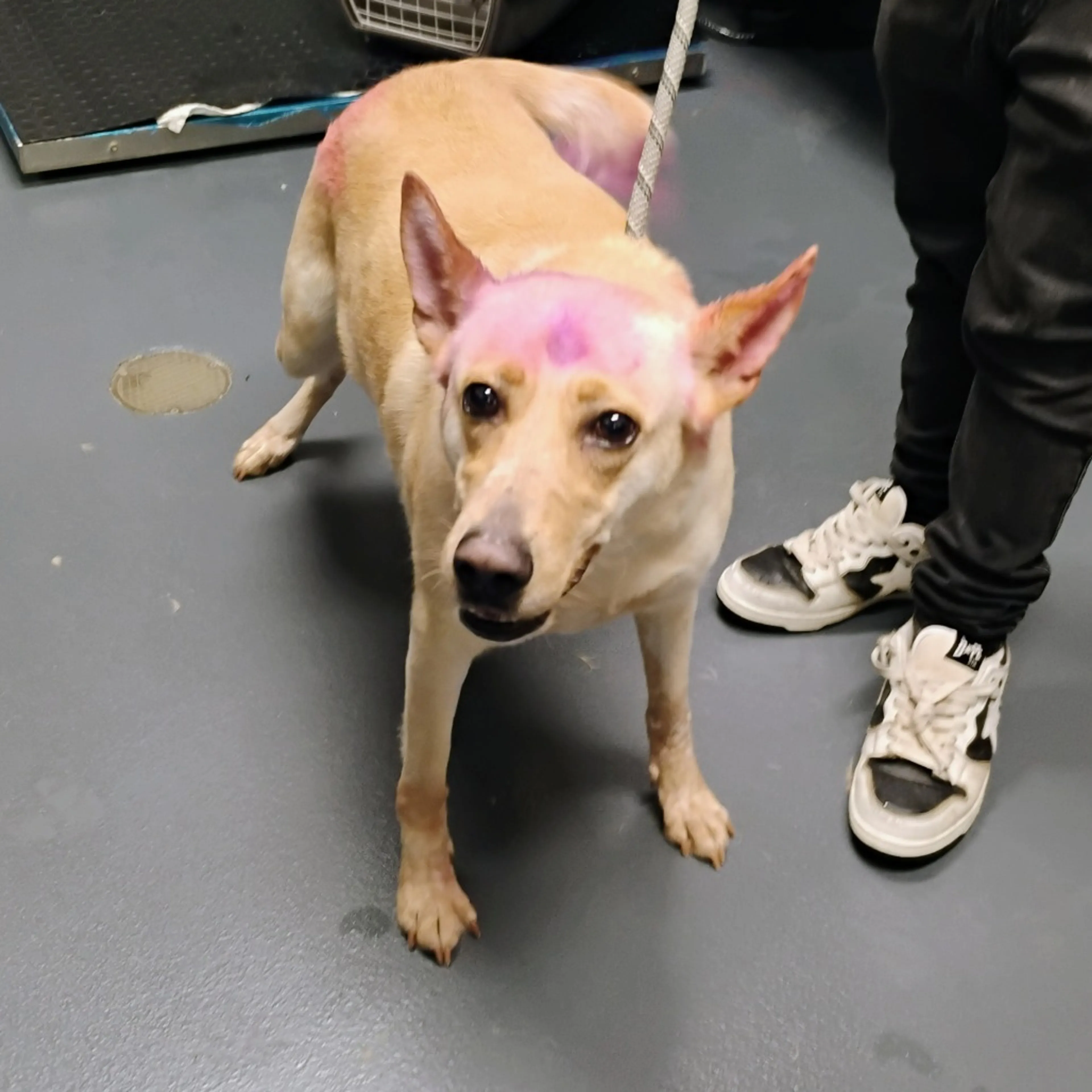 Found pet