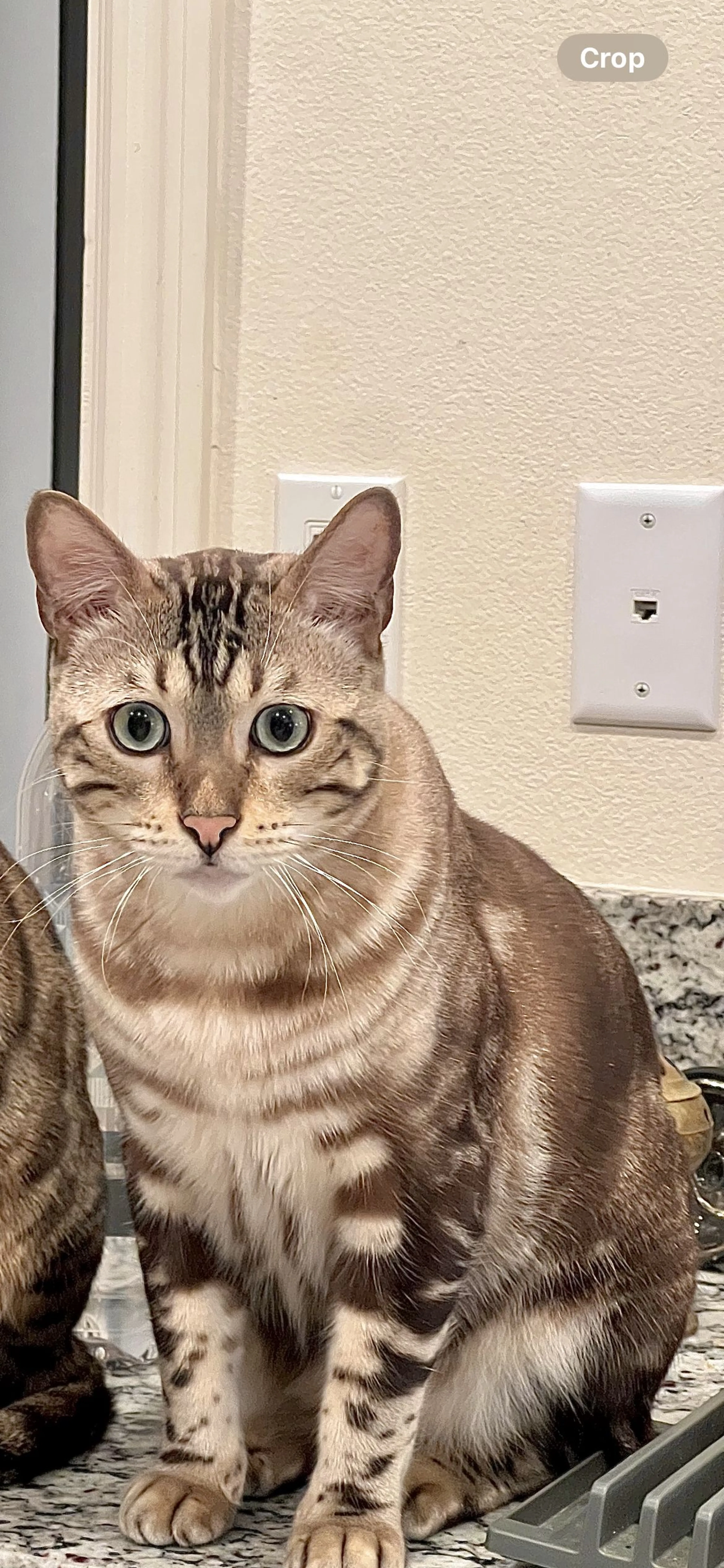 Lost pet