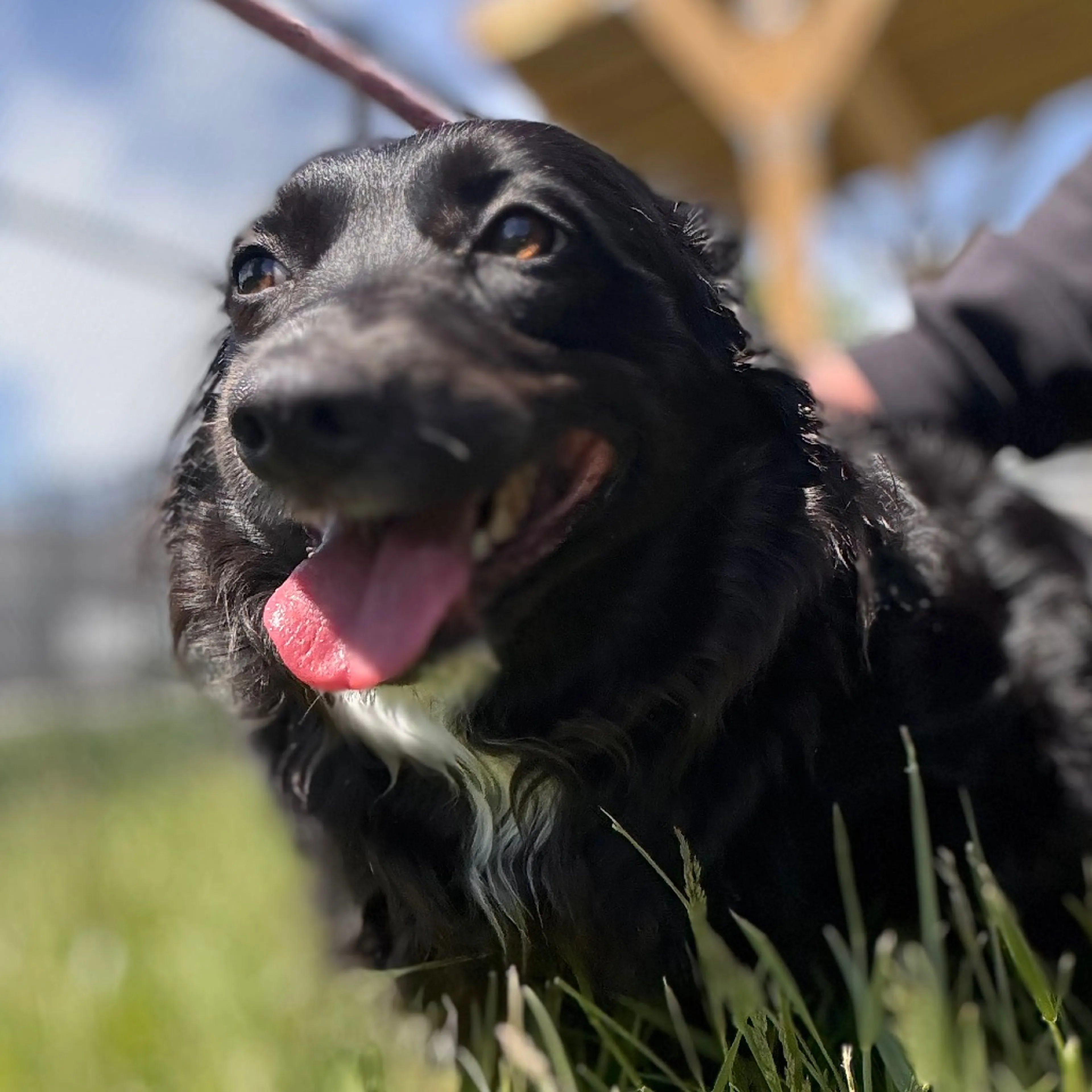 Found pet-3