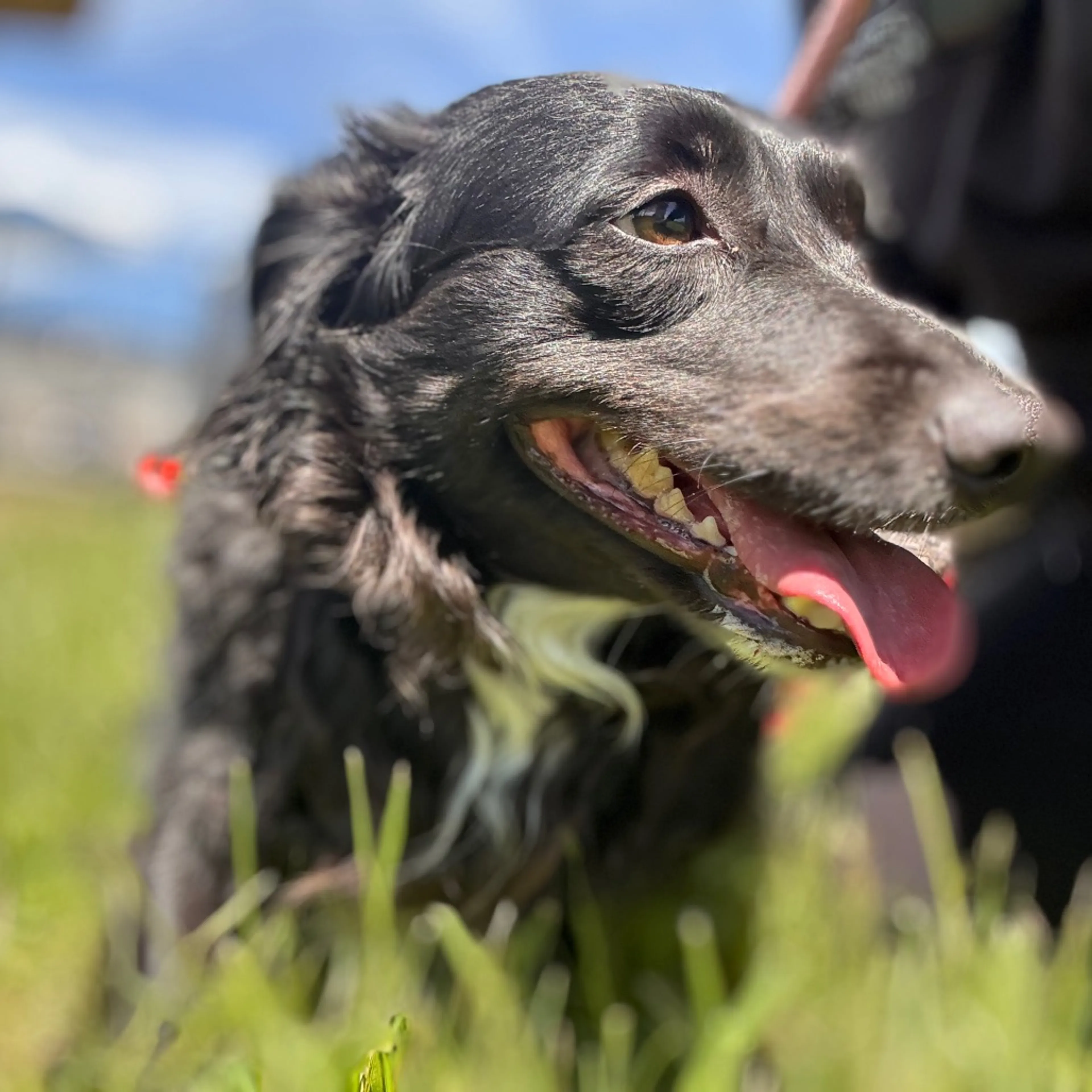 Found pet-2