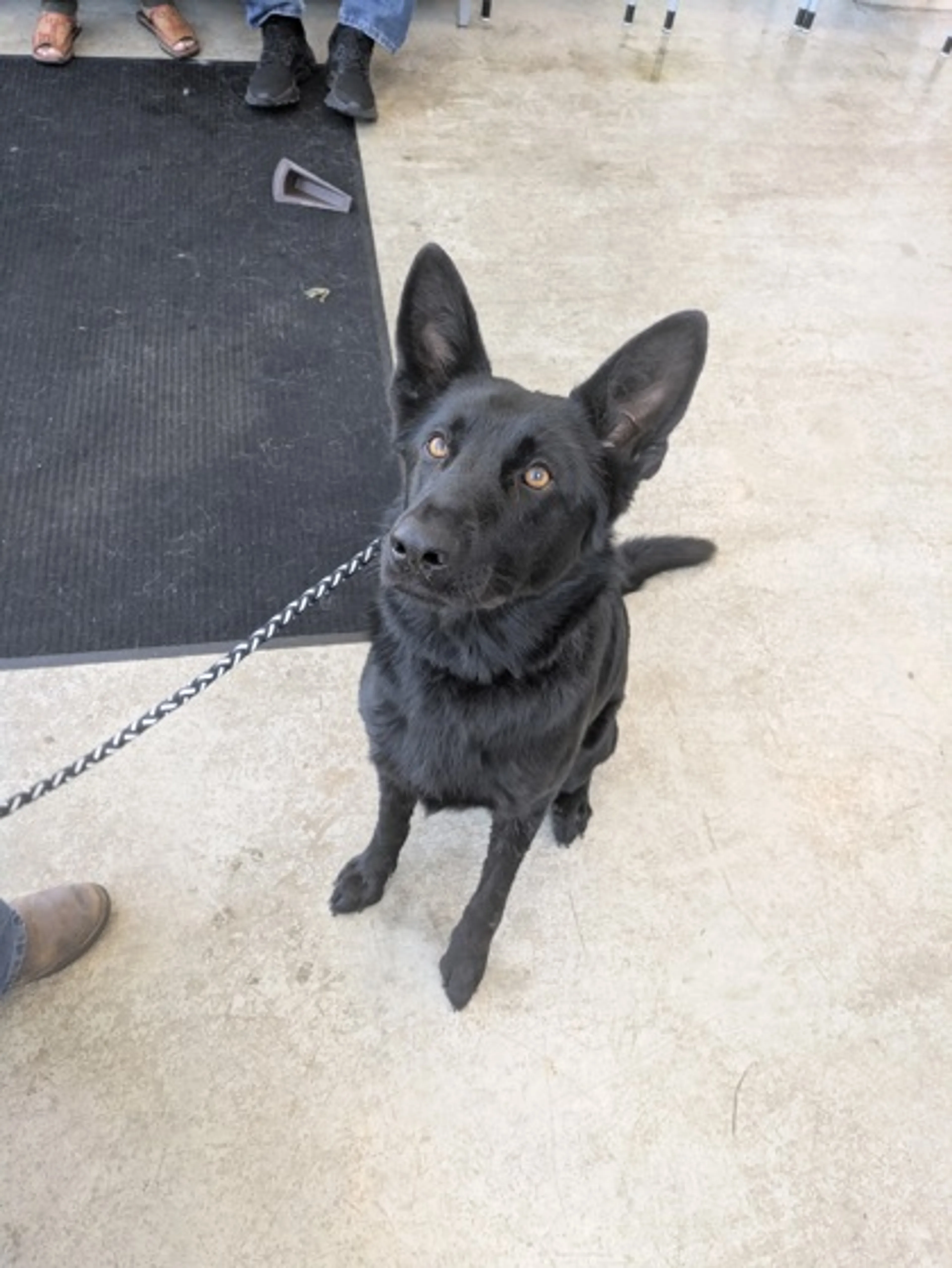Found pet