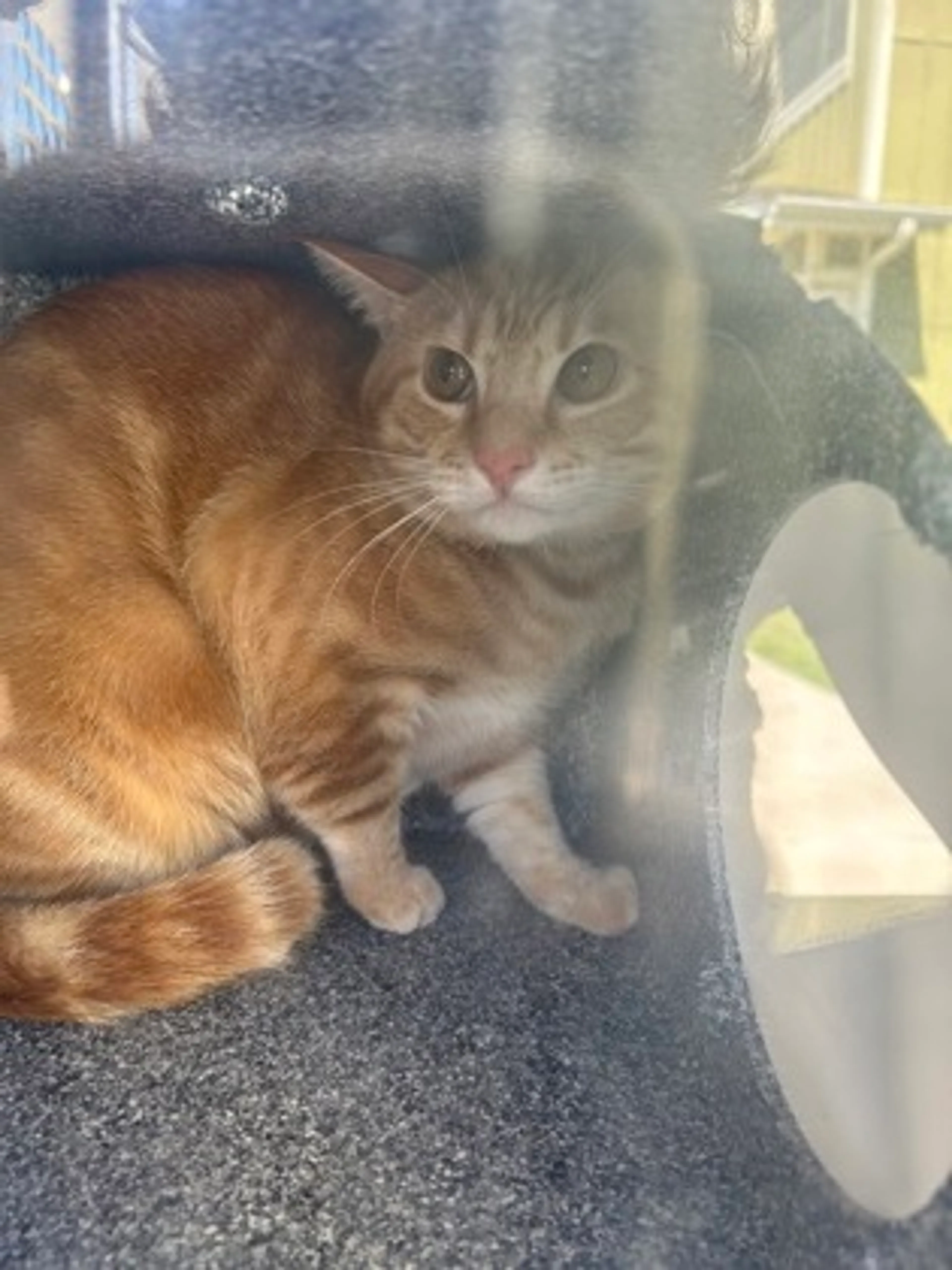 Found pet