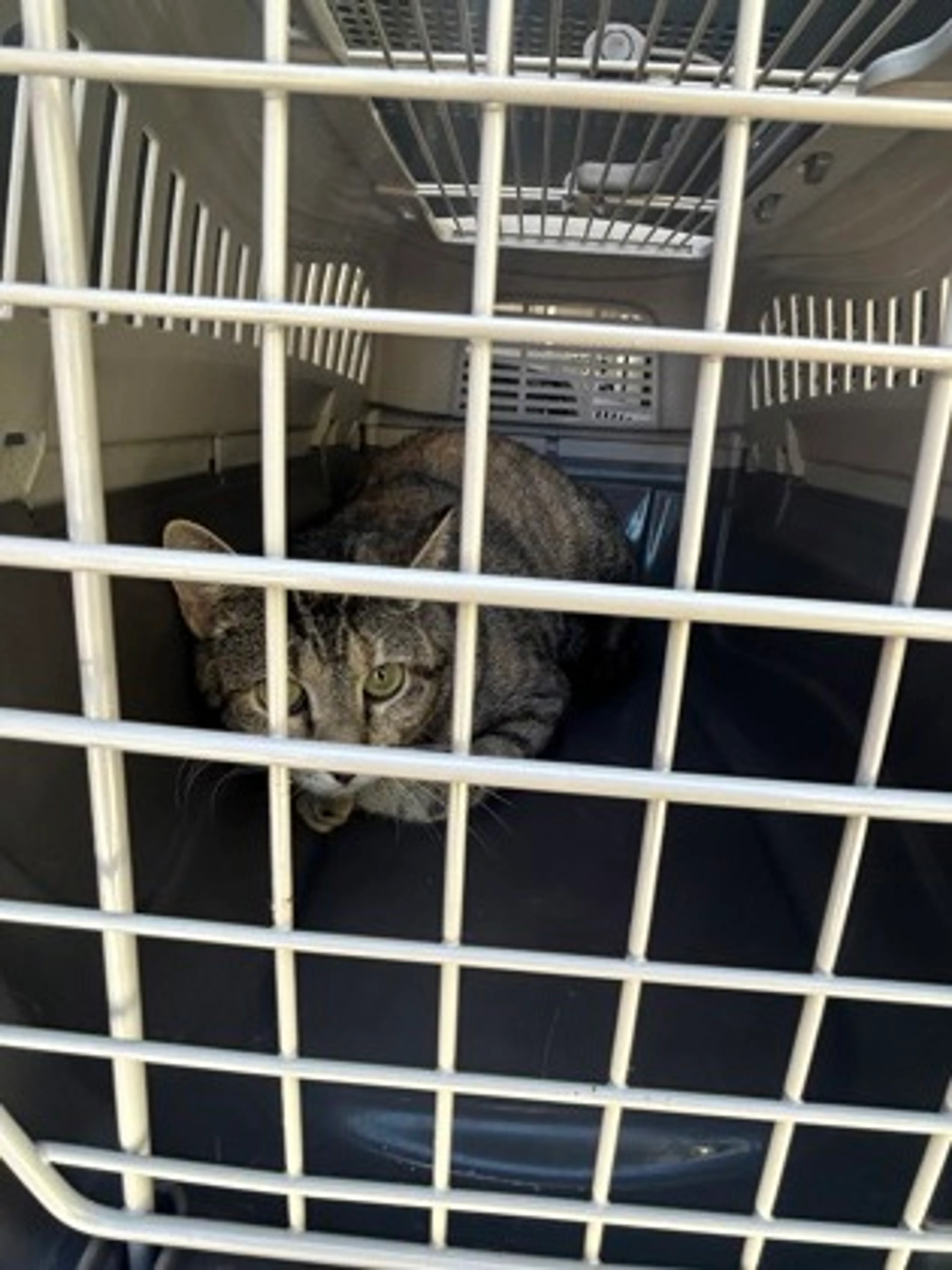Found pet