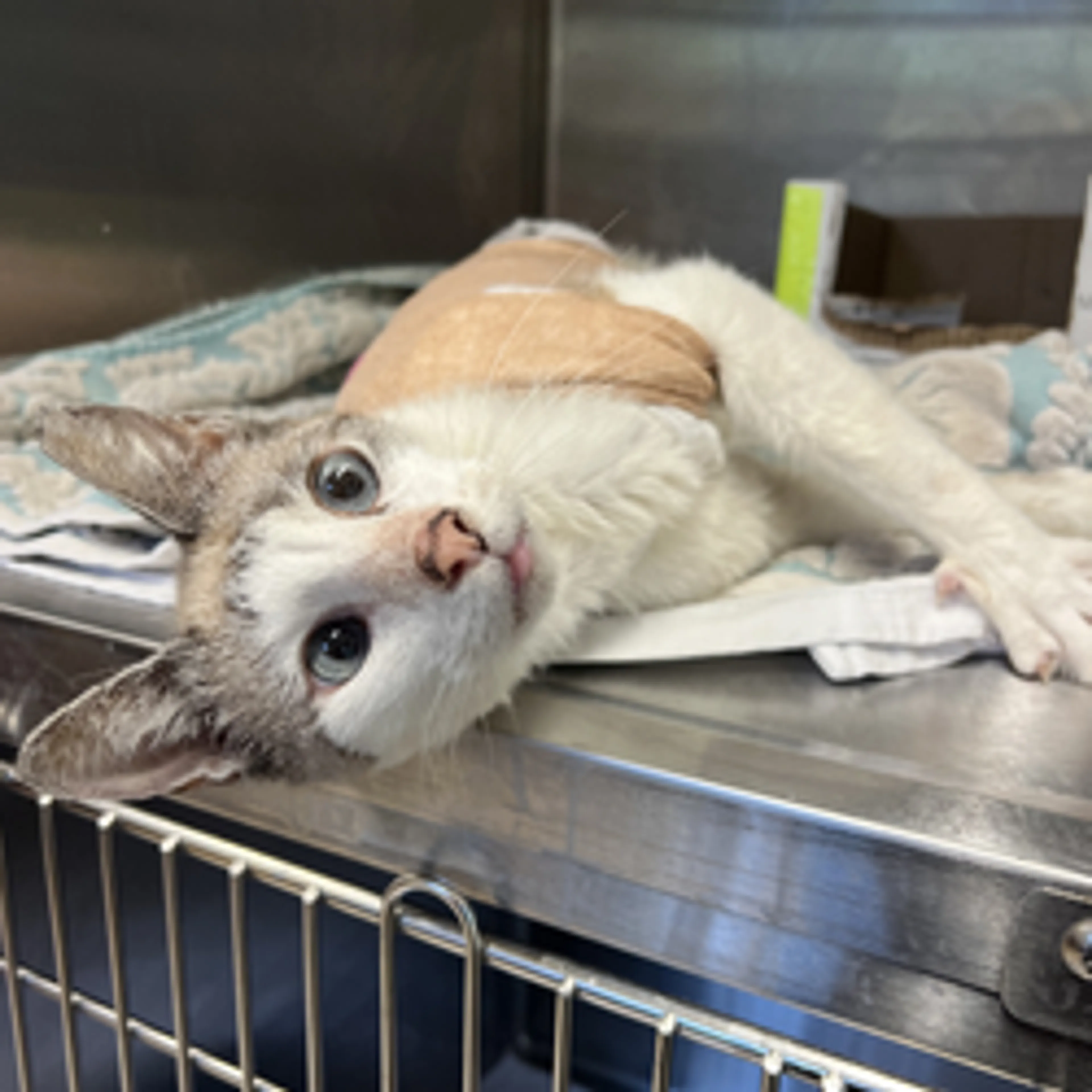 Found pet-1