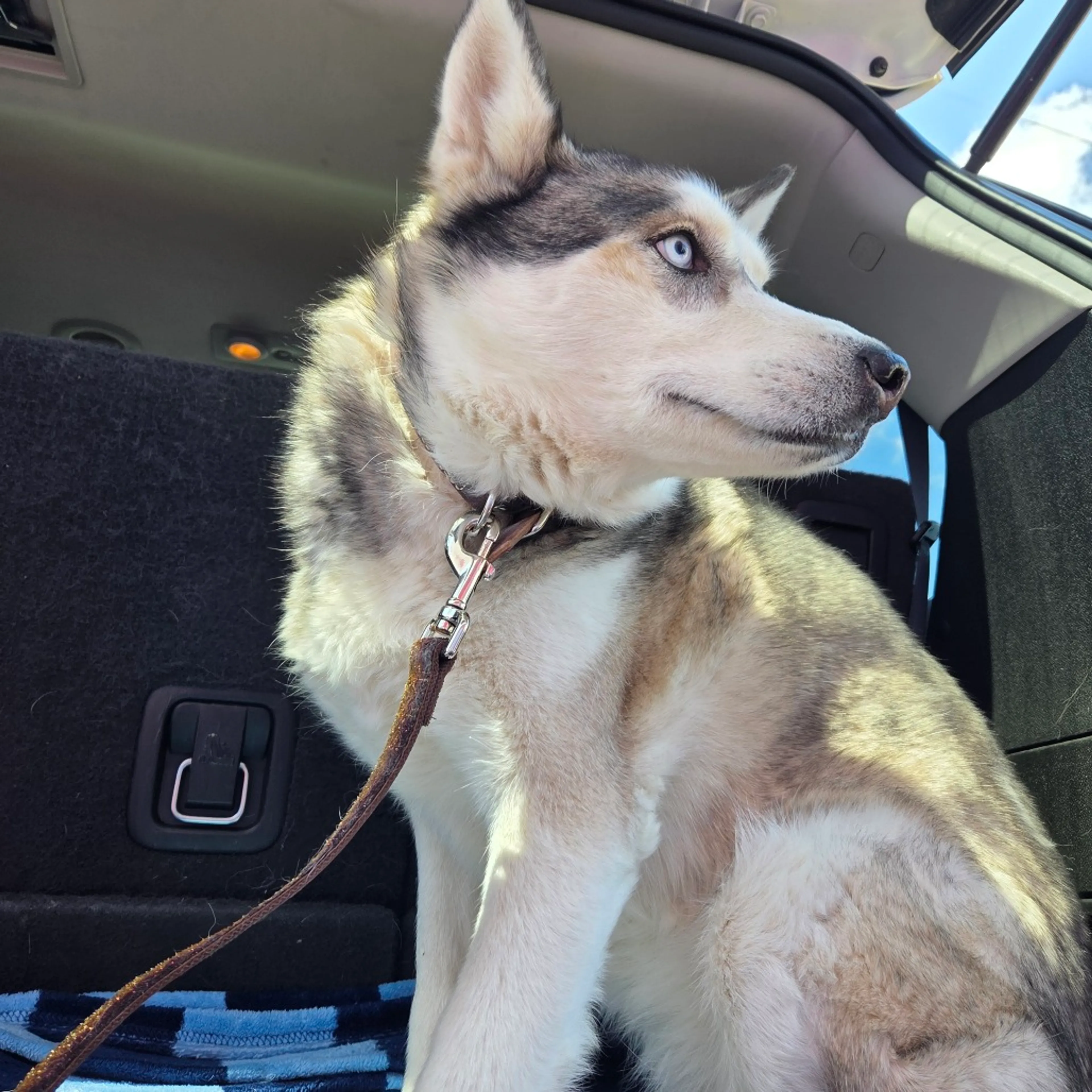 Found pet-2