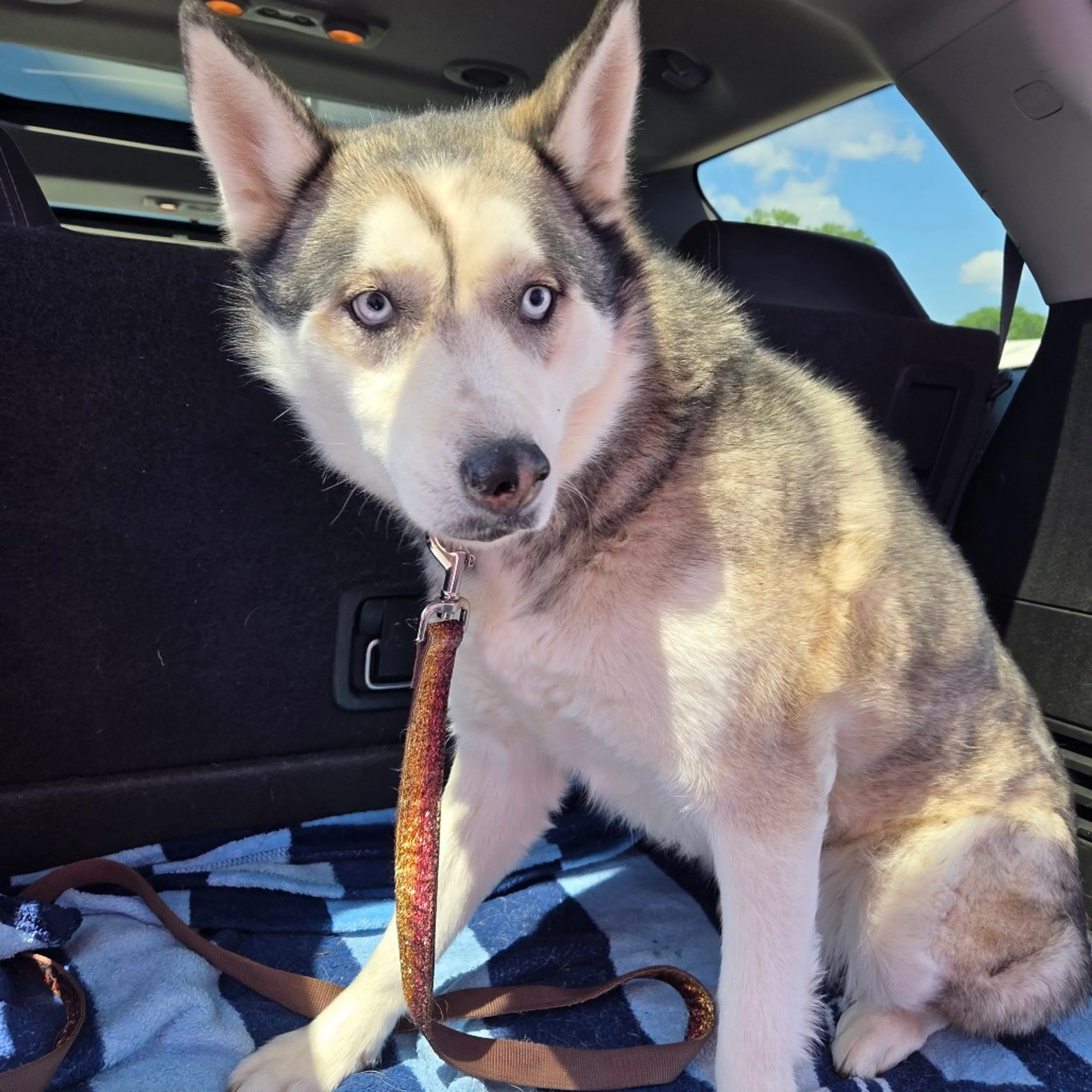 Found pet-1