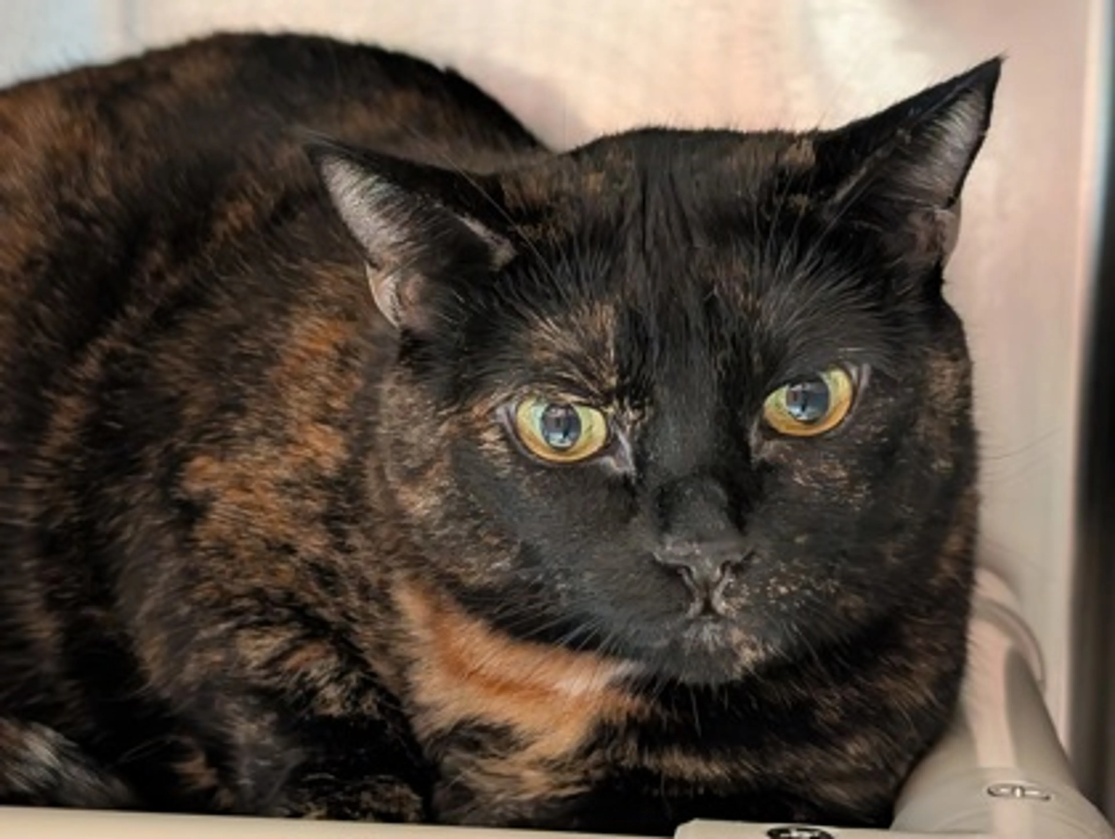 Found pet-1