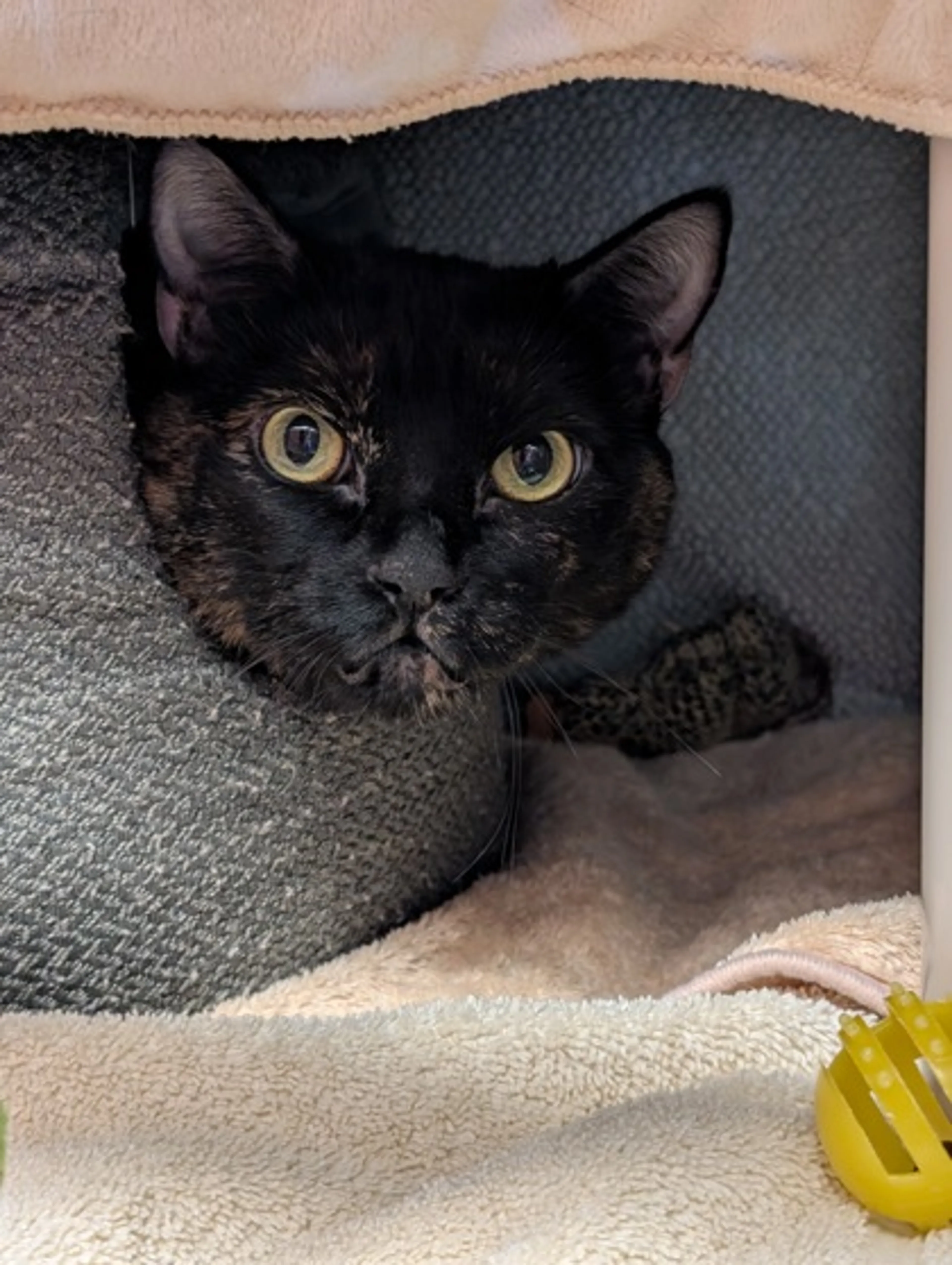 Found pet-2
