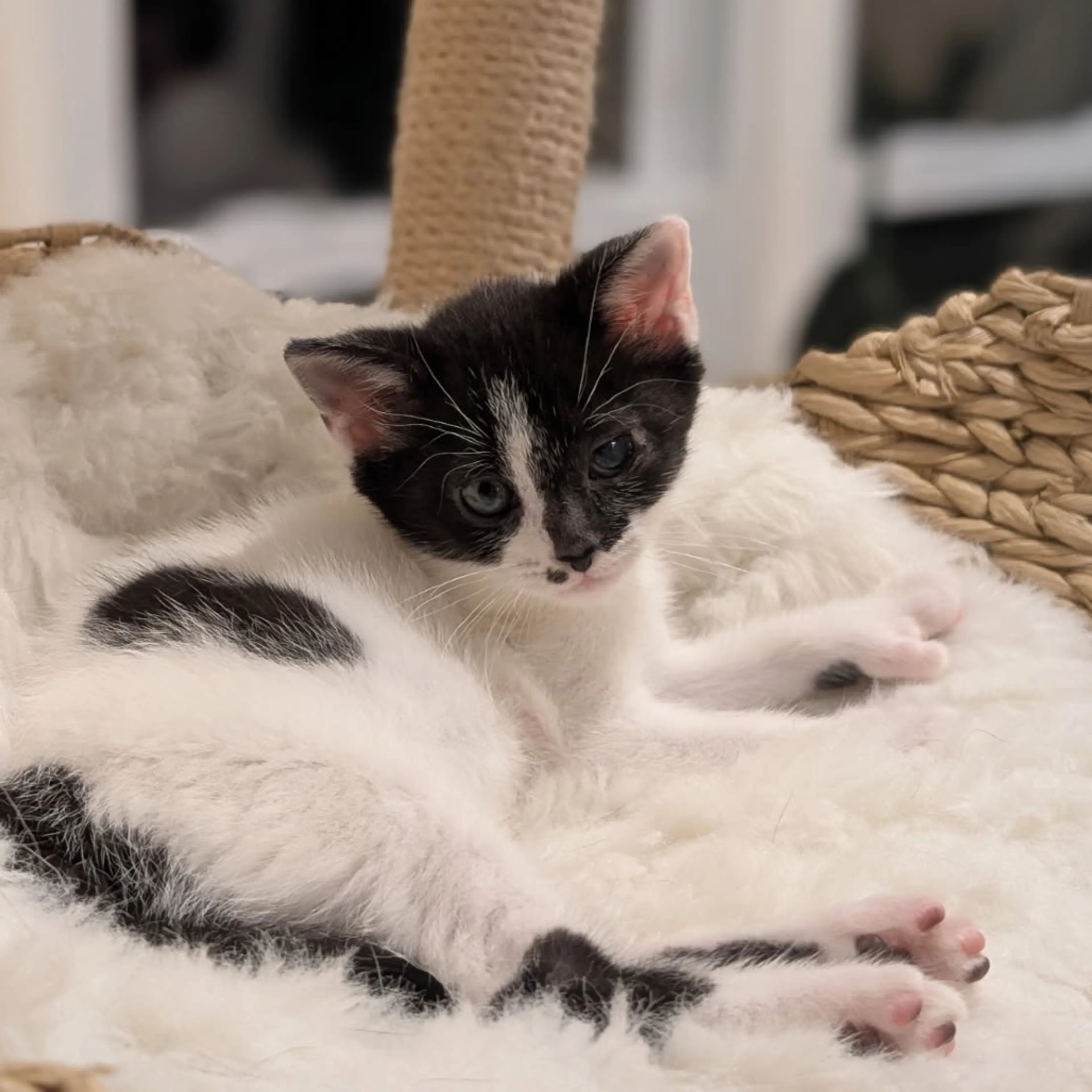 Found pet-4
