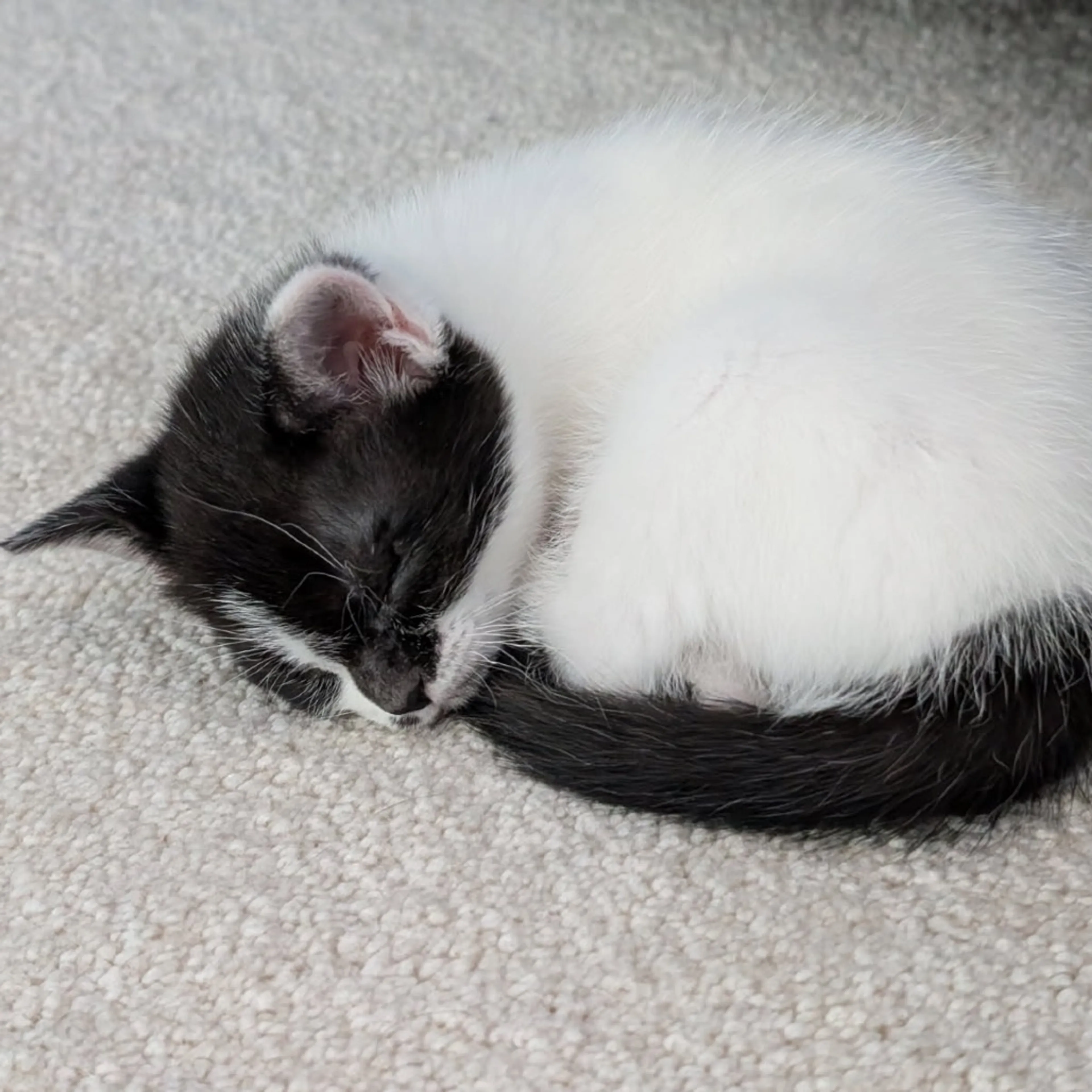 Found pet-3
