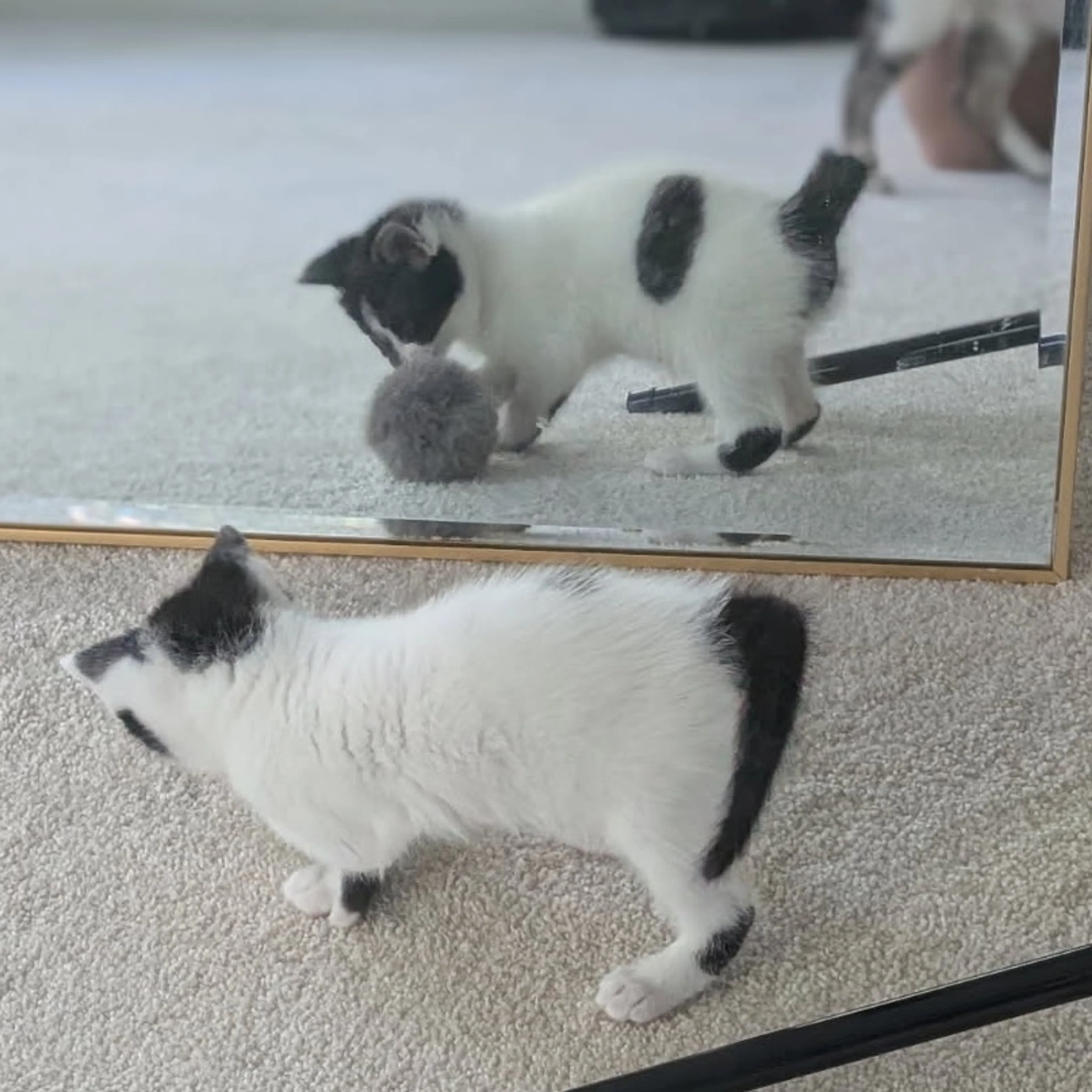 Found pet-1