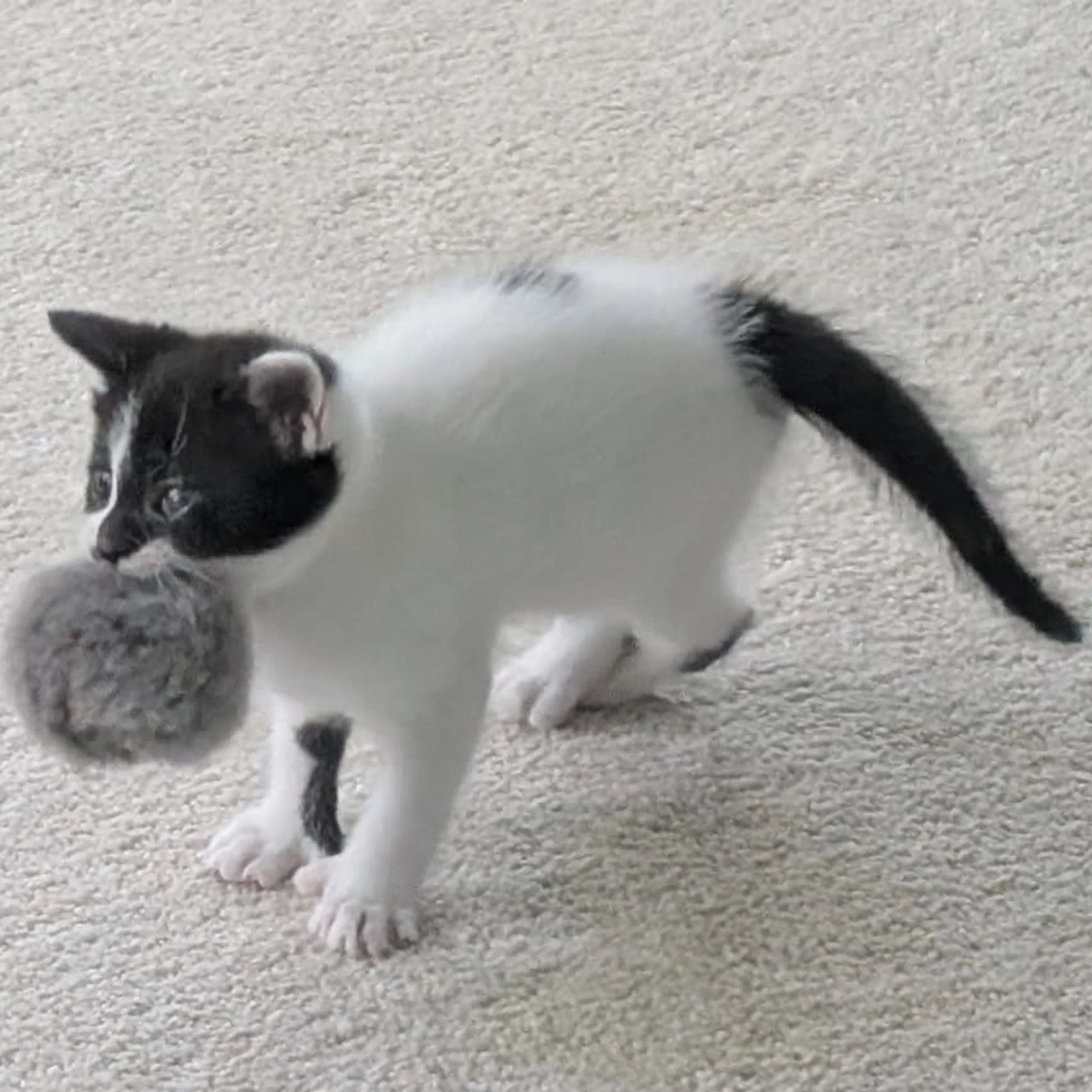 Found pet-2