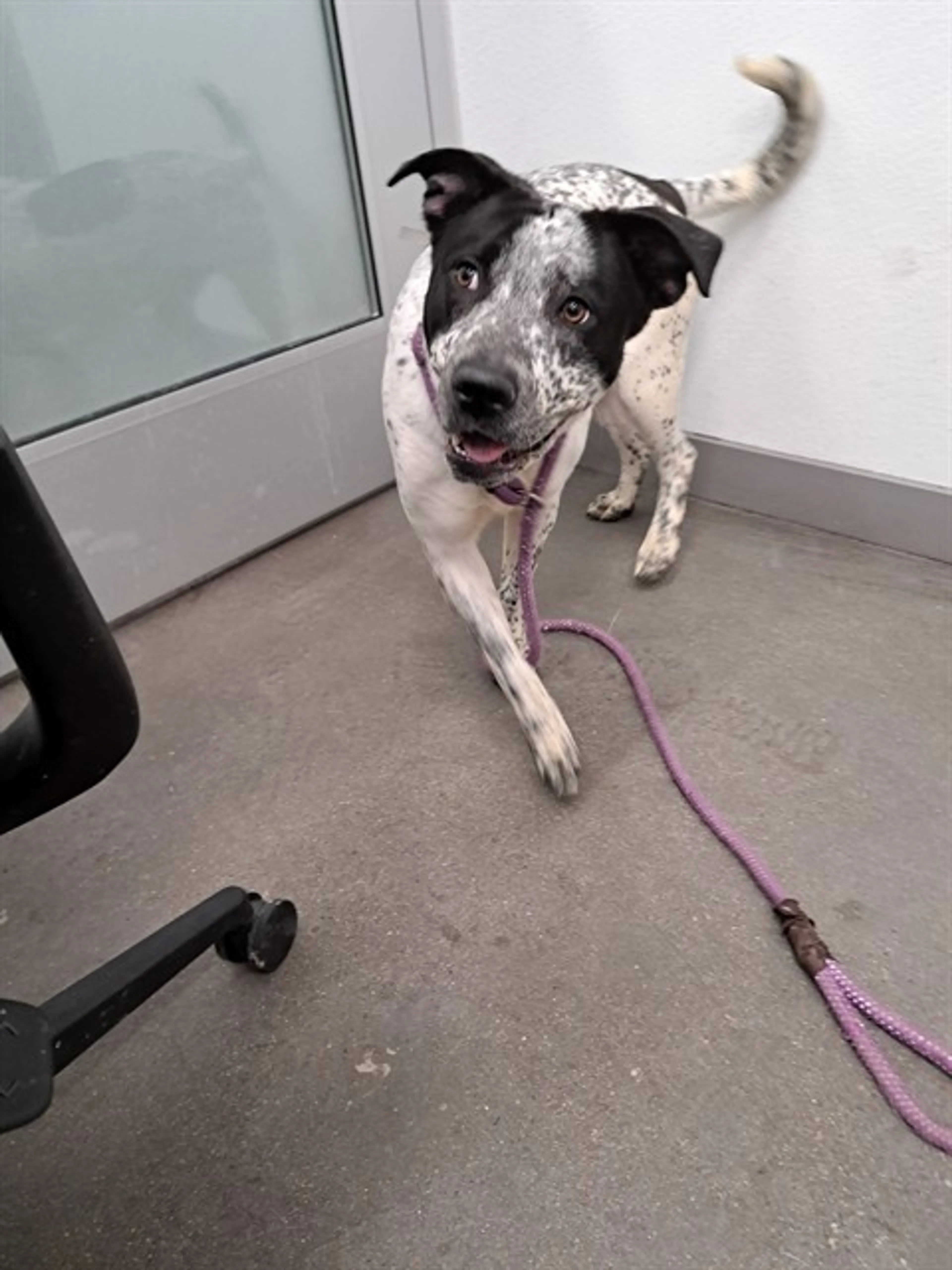 Found pet