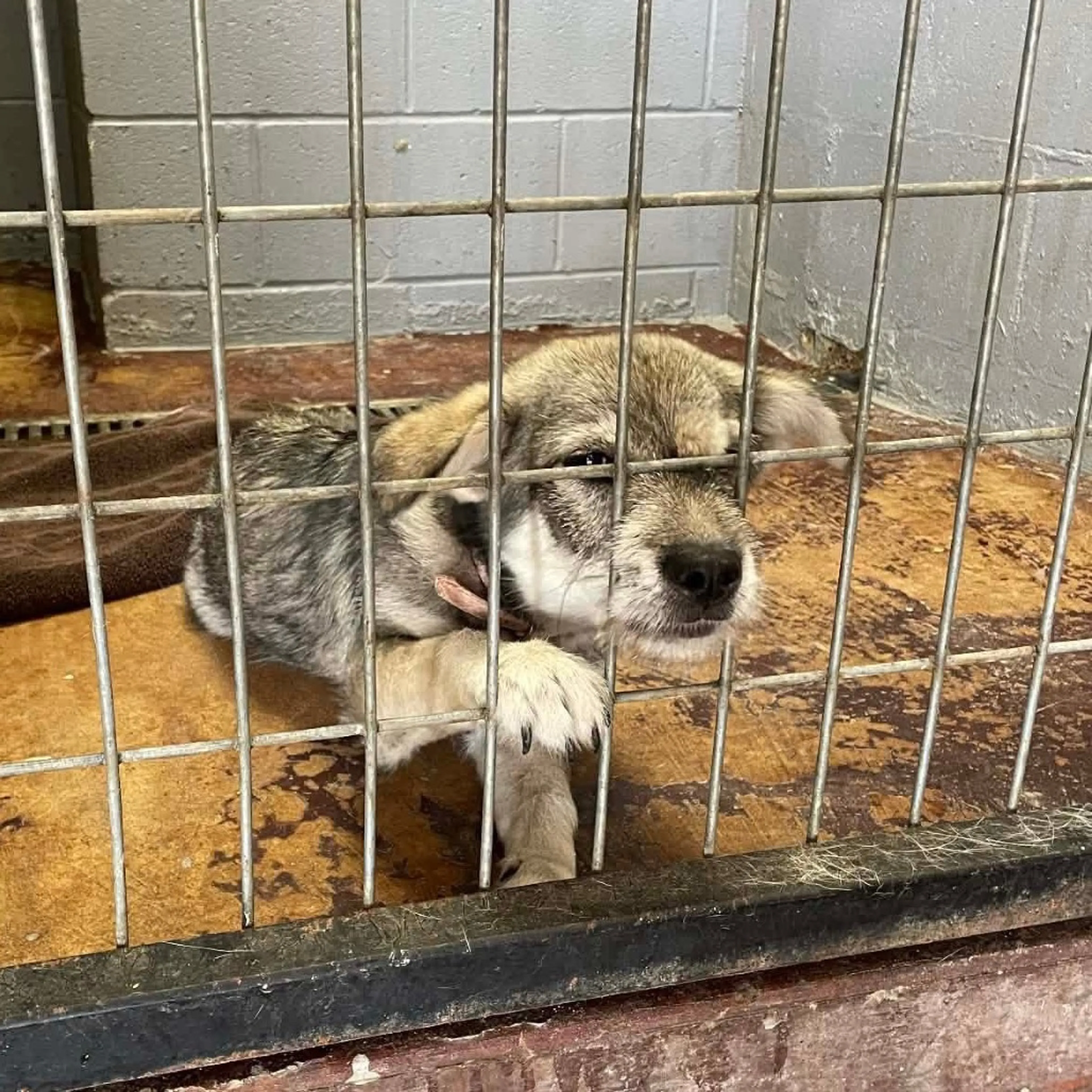 Found pet-4