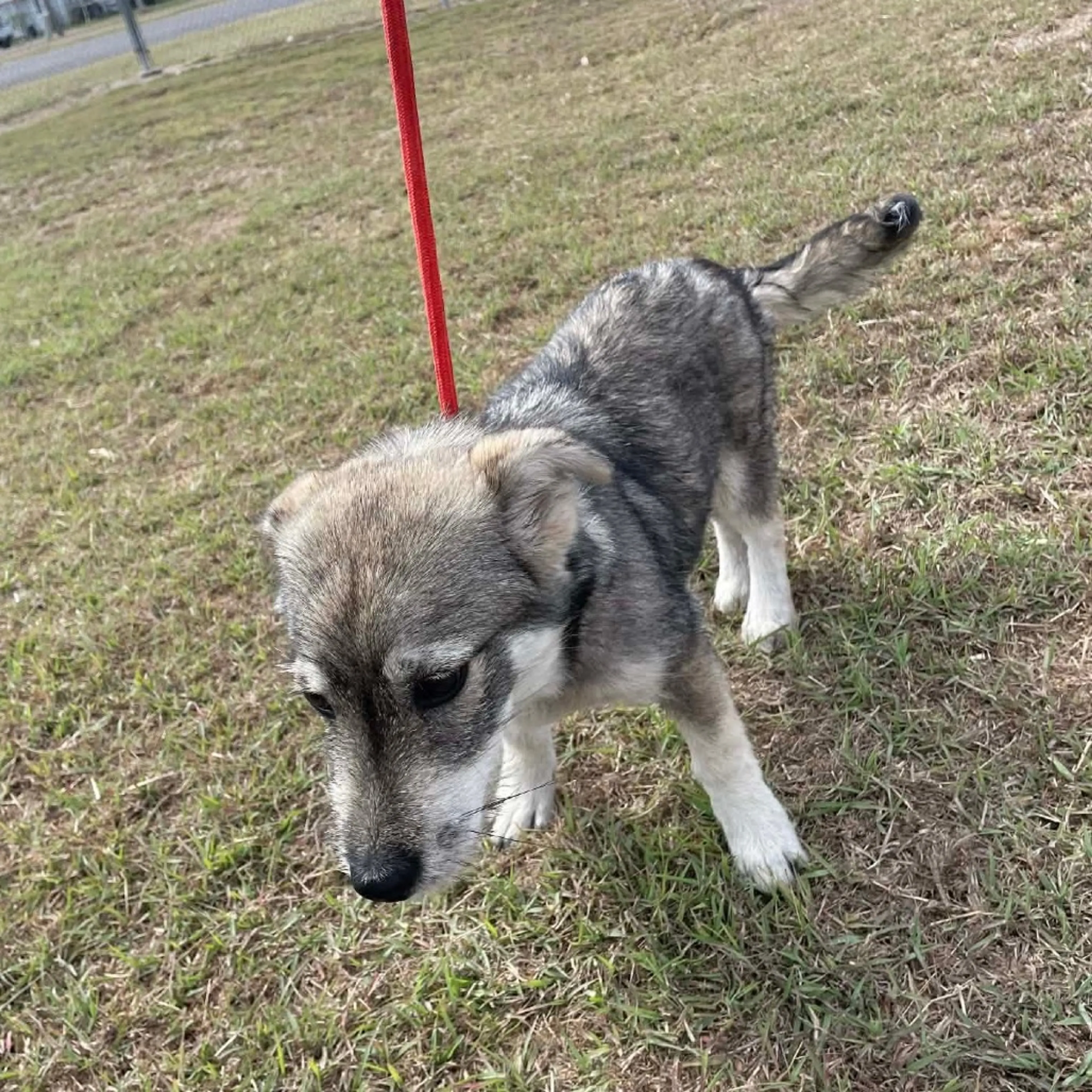 Found pet-2