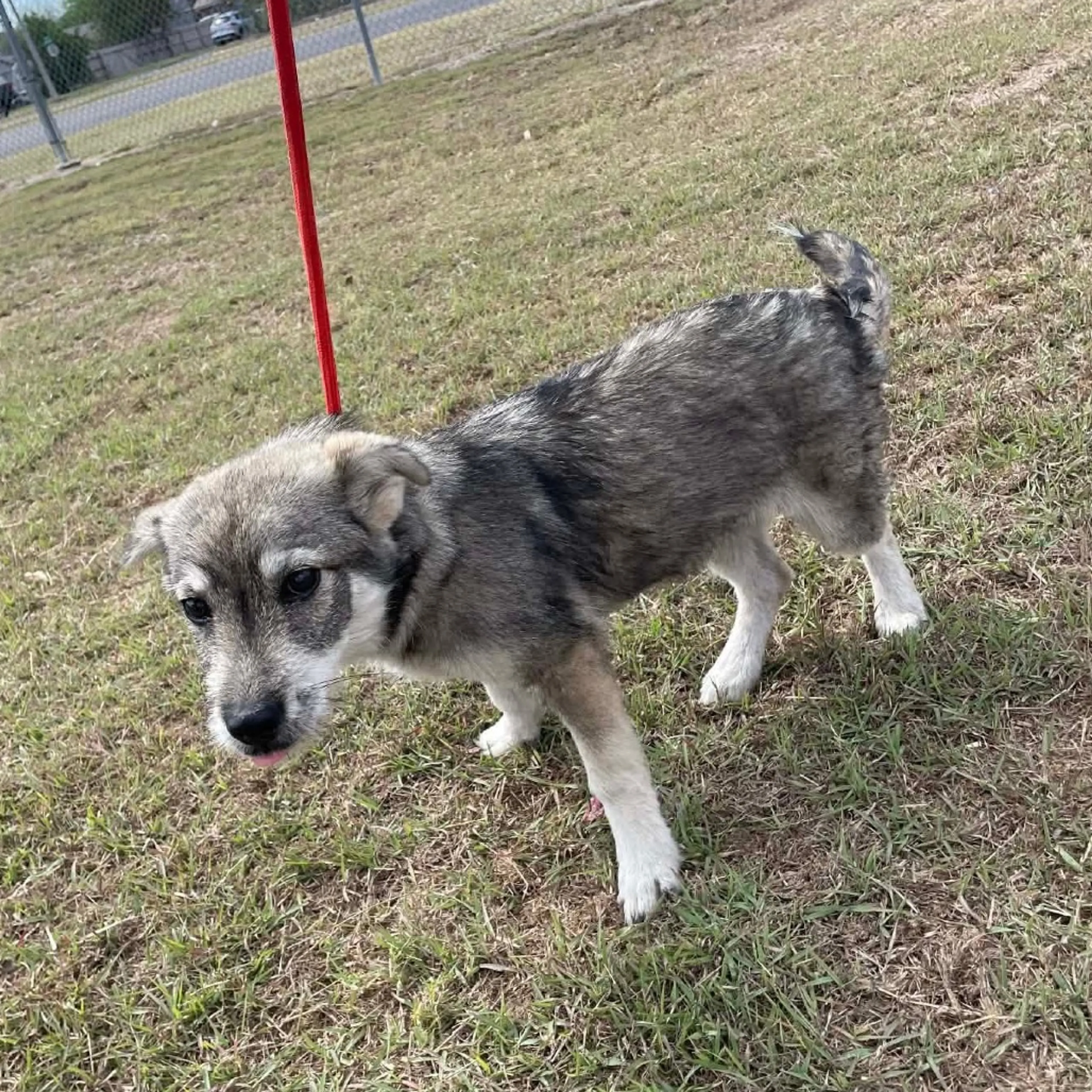 Found pet-3