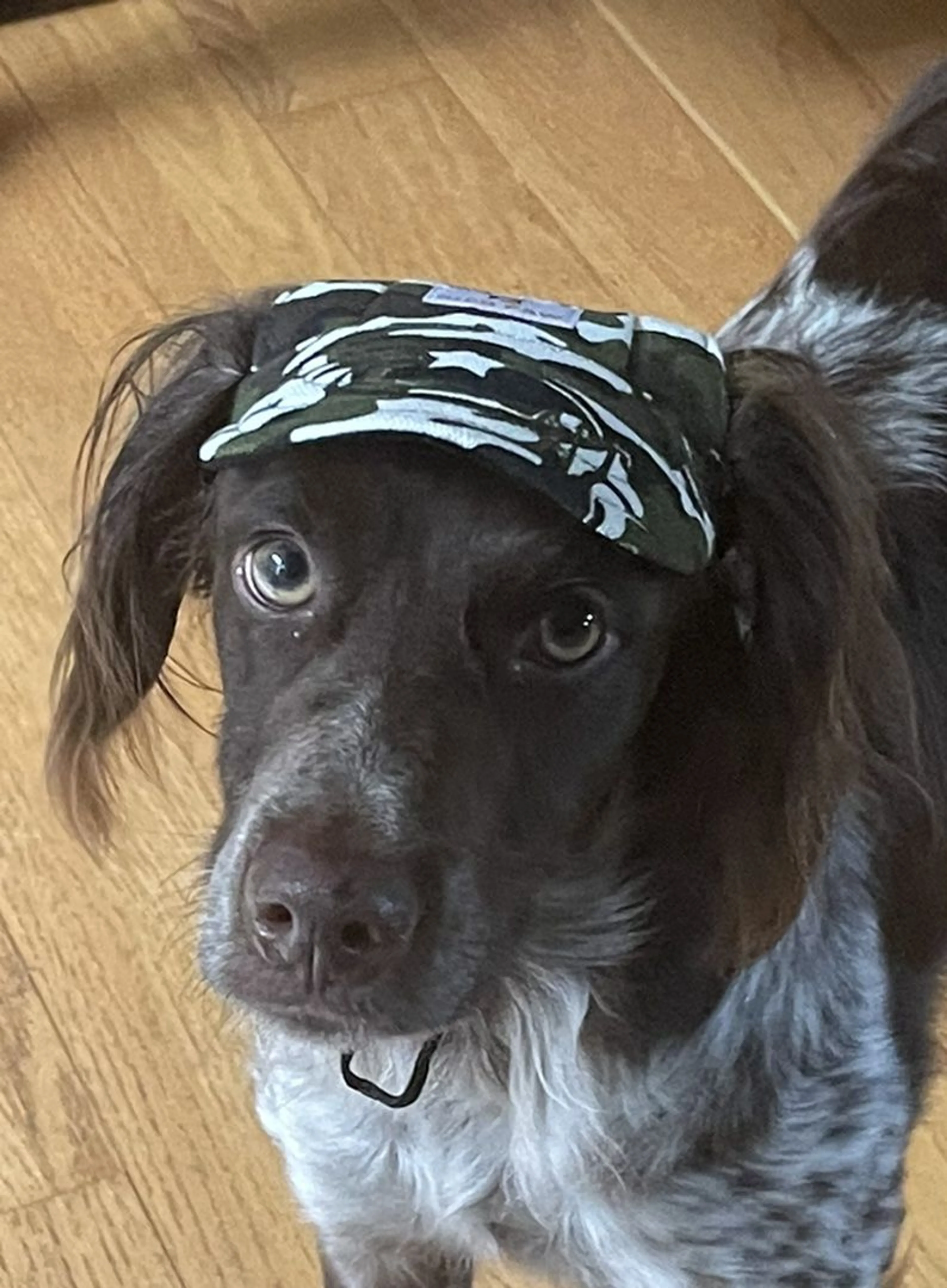 Lost pet-2