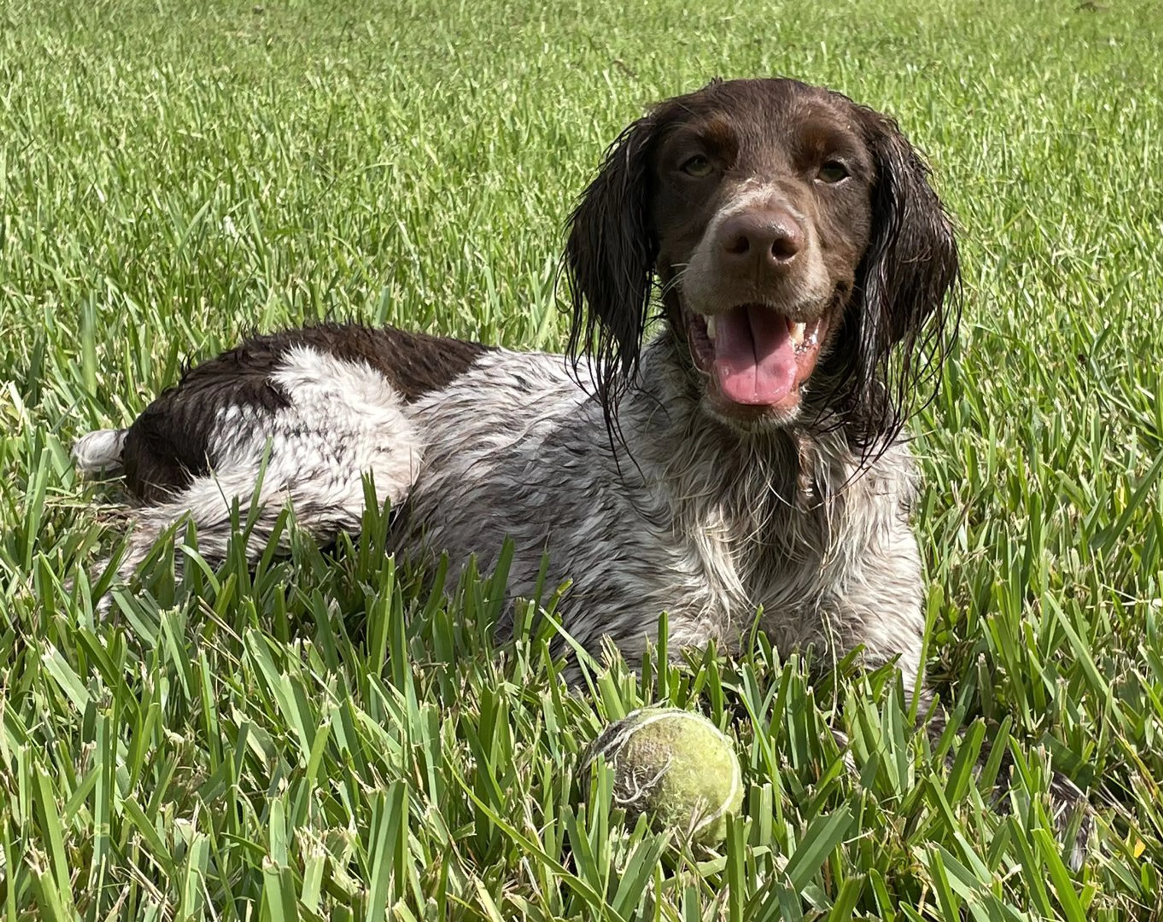Lost pet-3