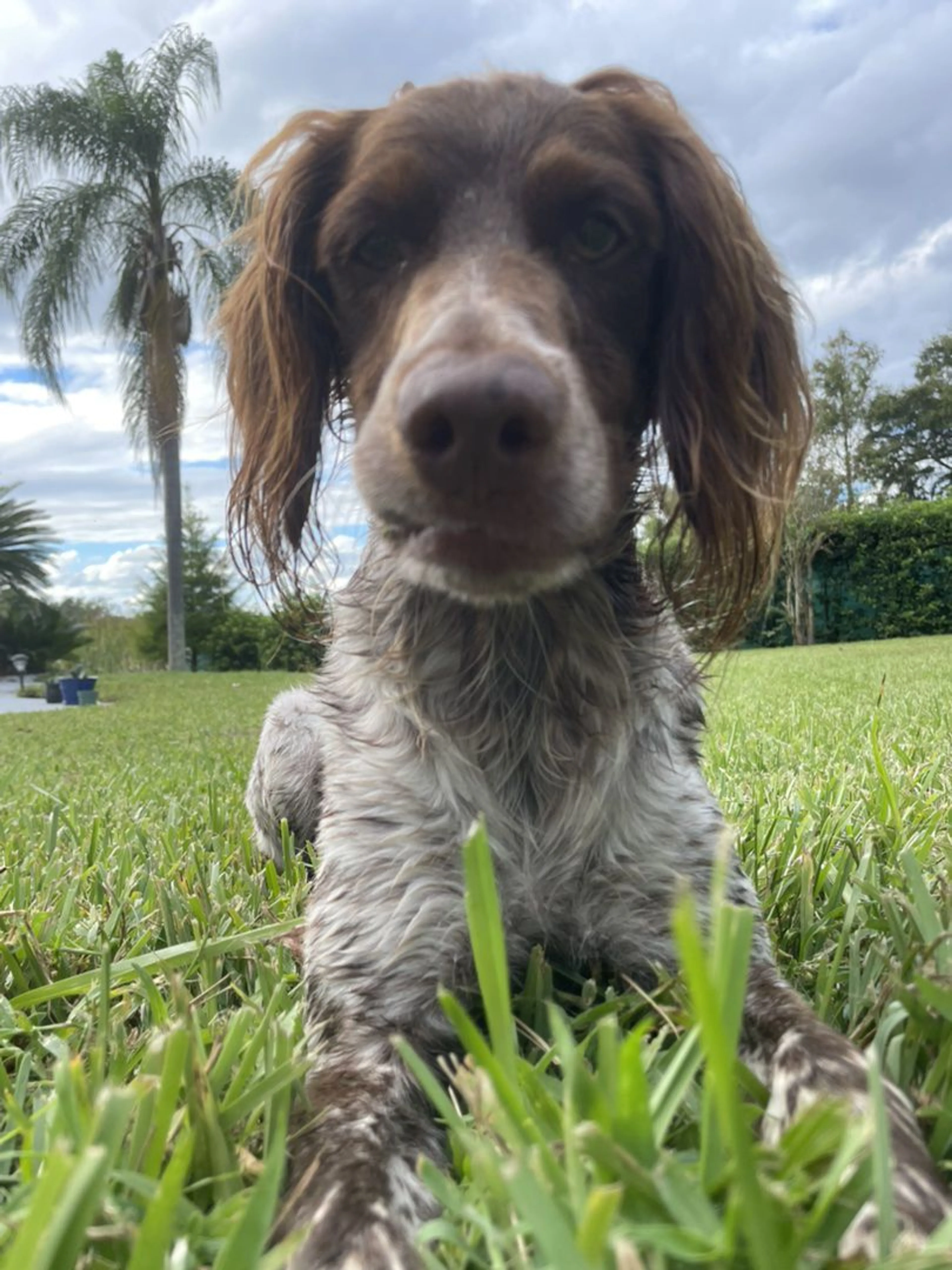 Lost pet-0