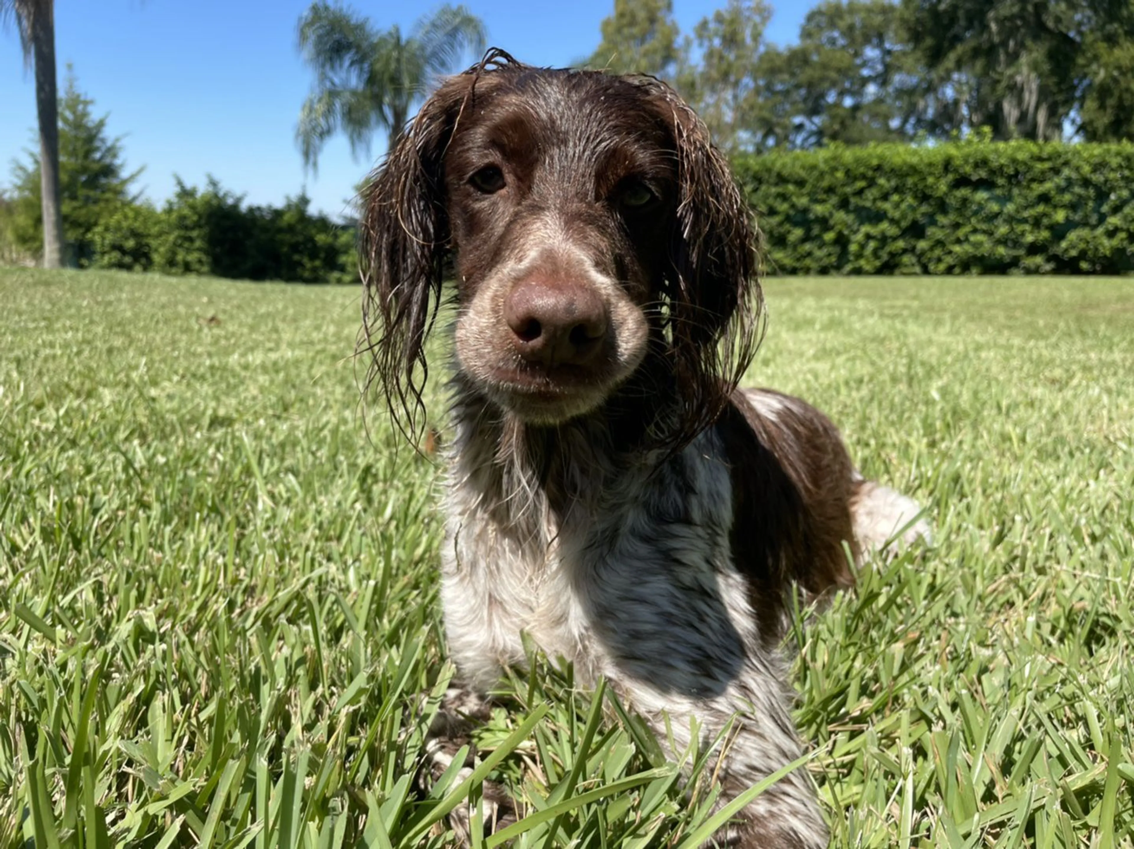 Lost pet-4