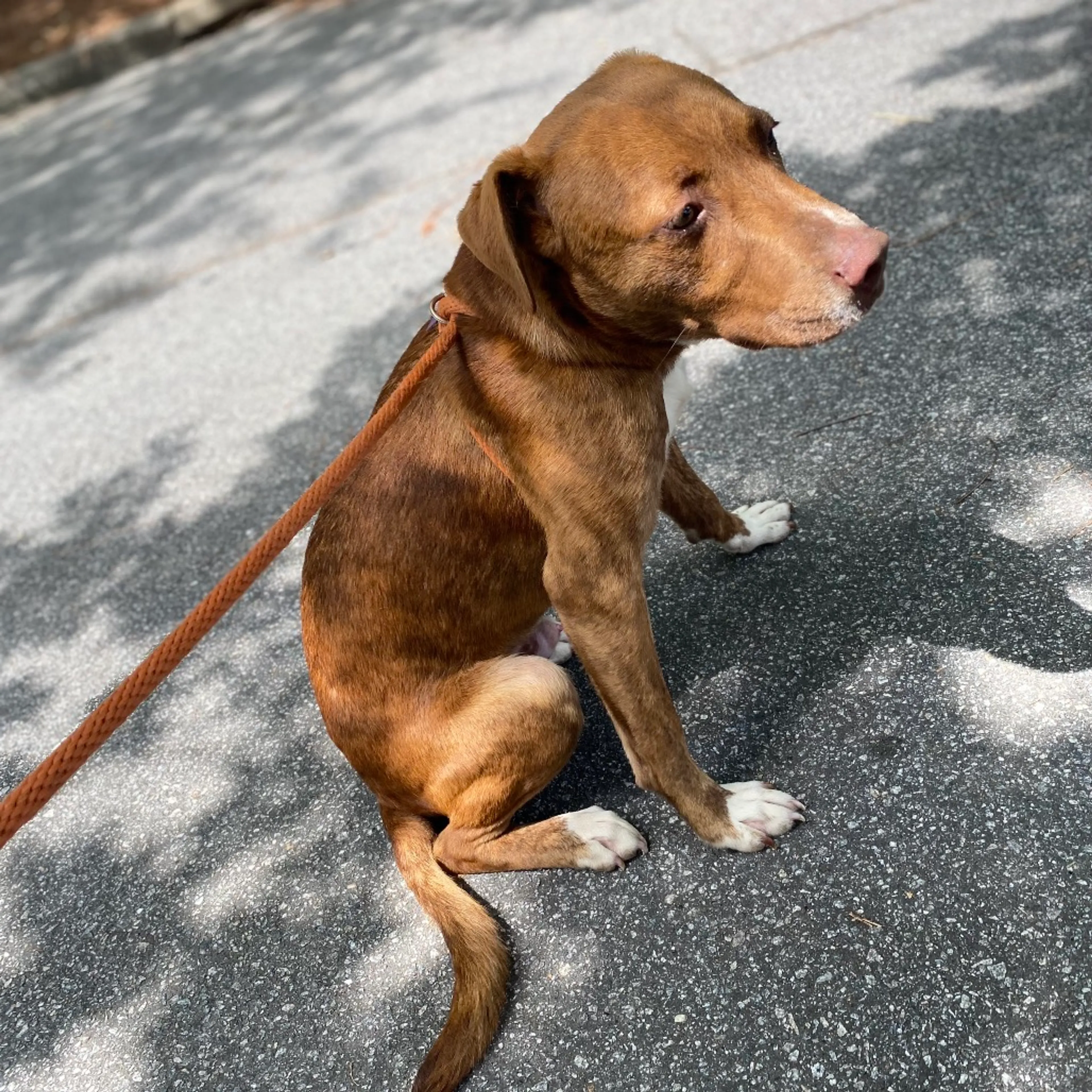 Found pet-2