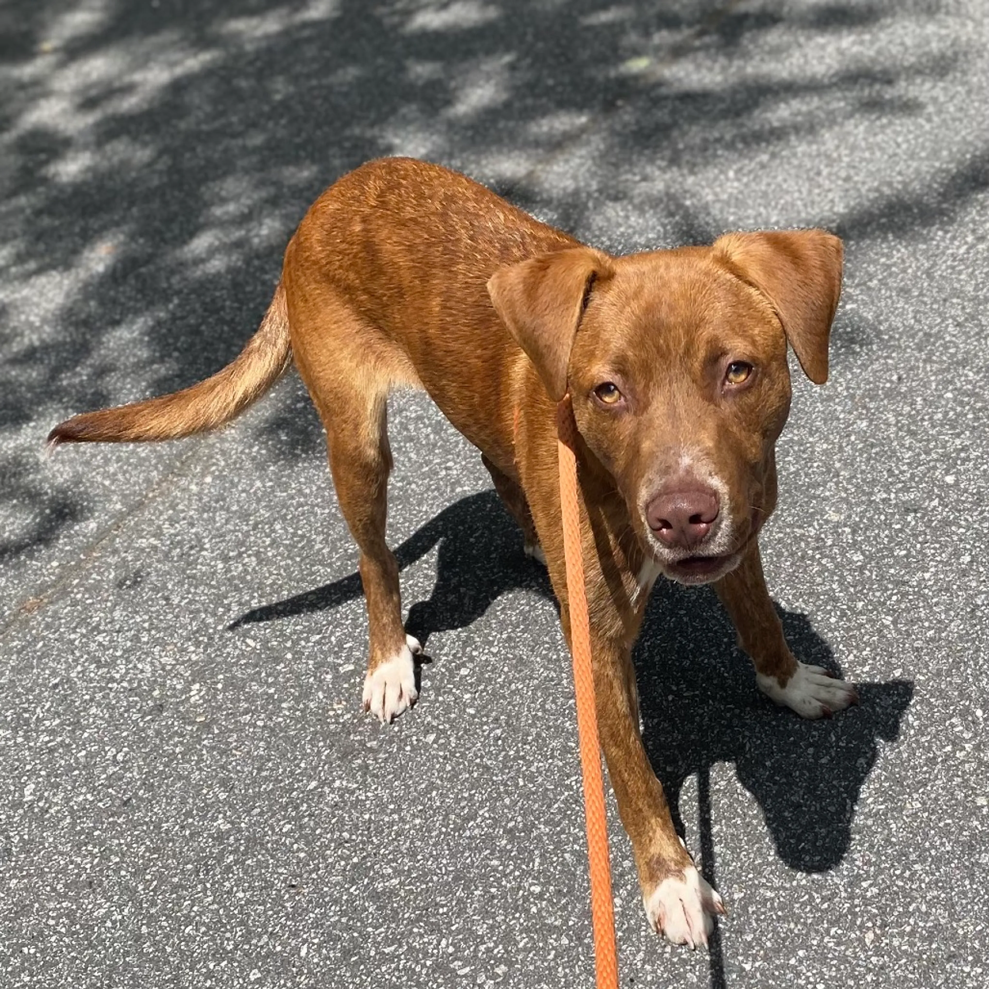Found pet-3