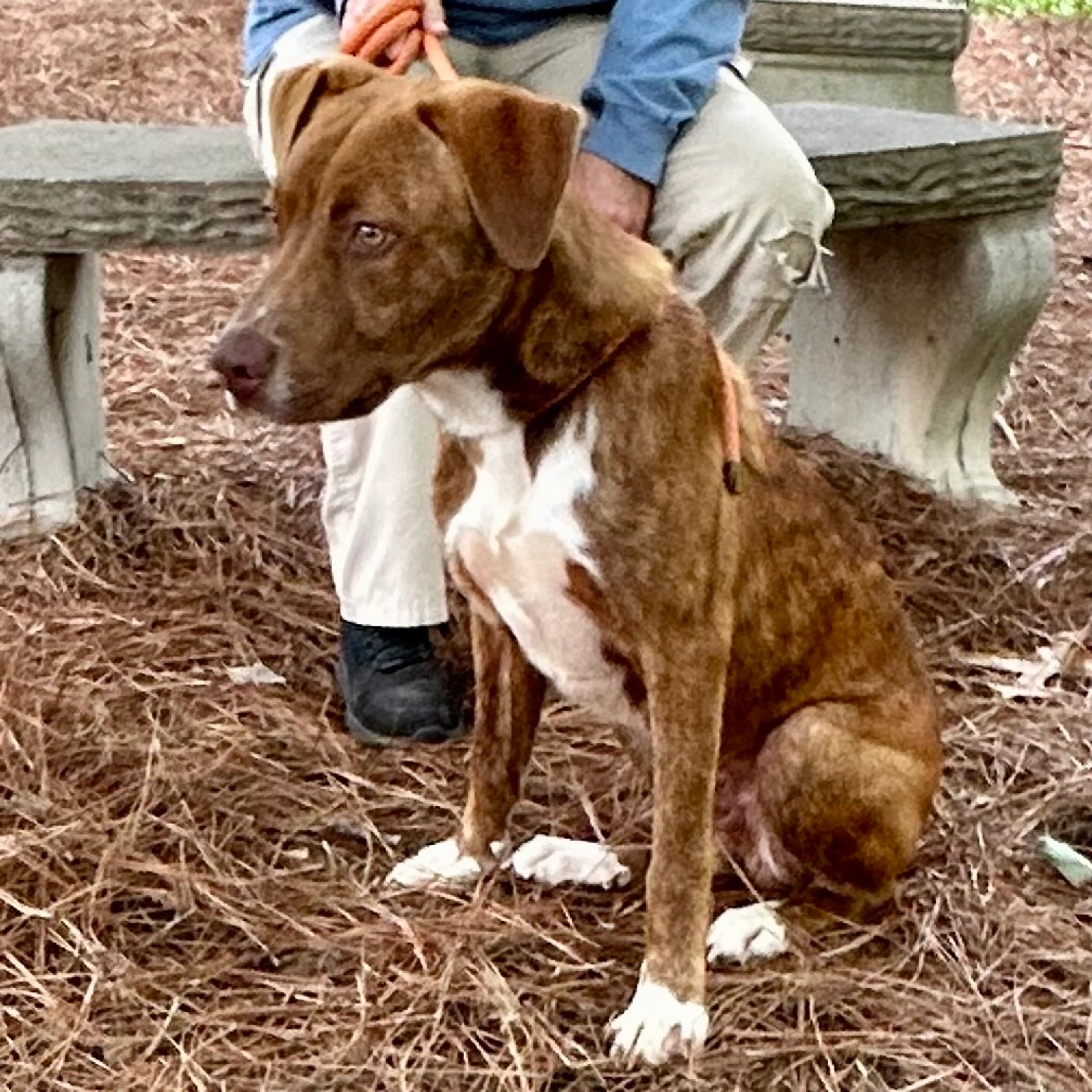 Found pet-6