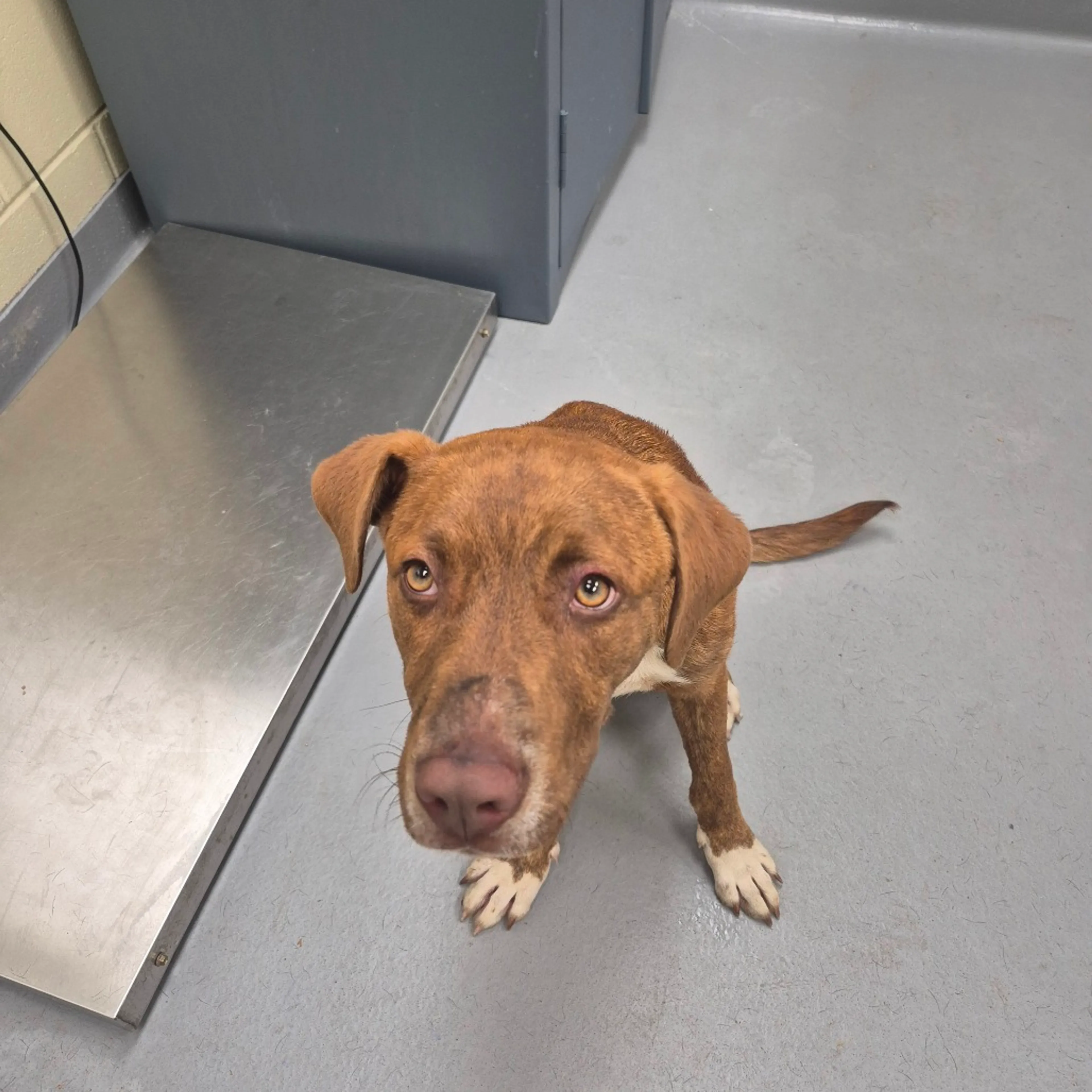 Found pet-1
